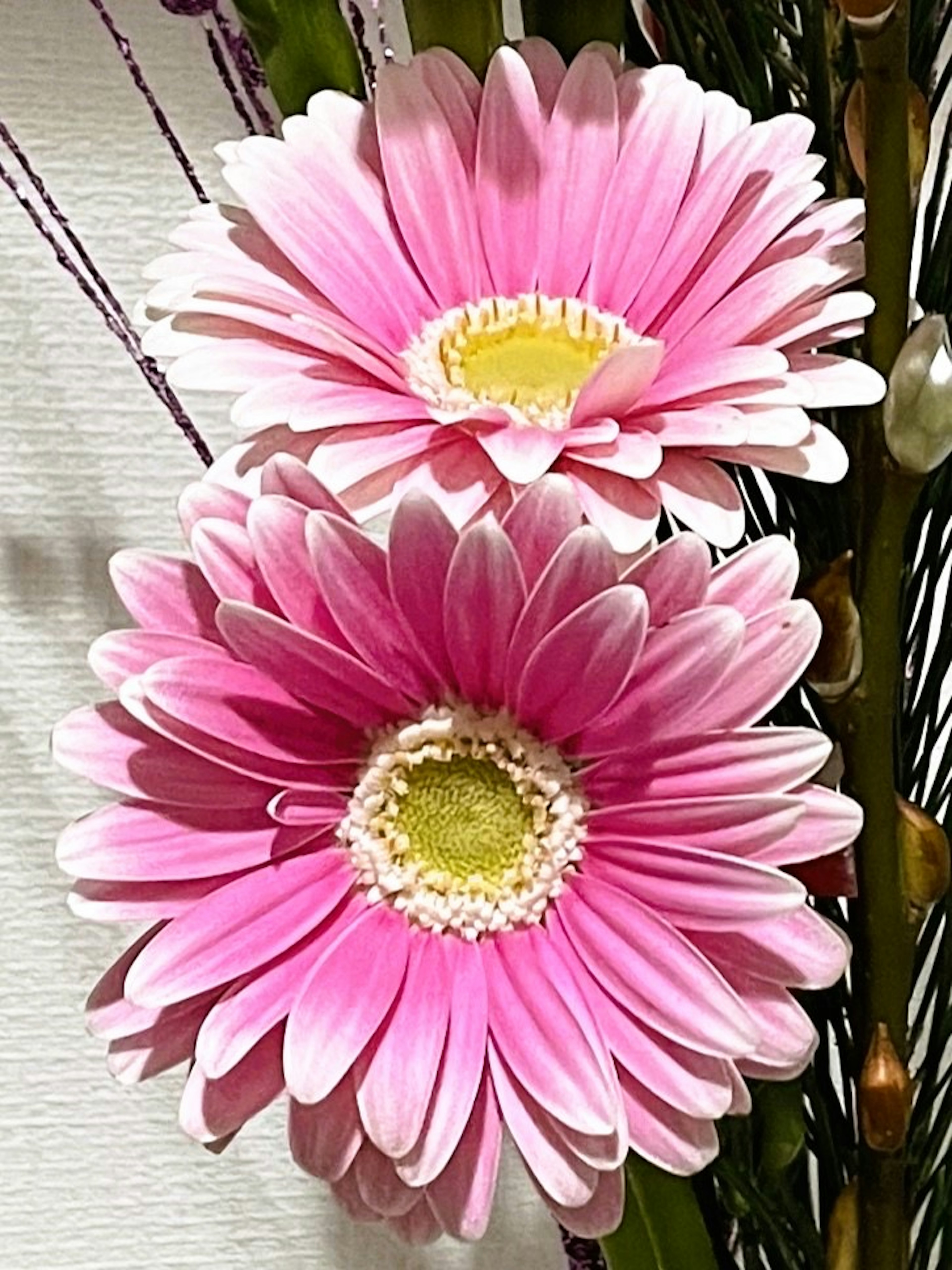 Two vibrant pink gerbera daisies with yellow centers