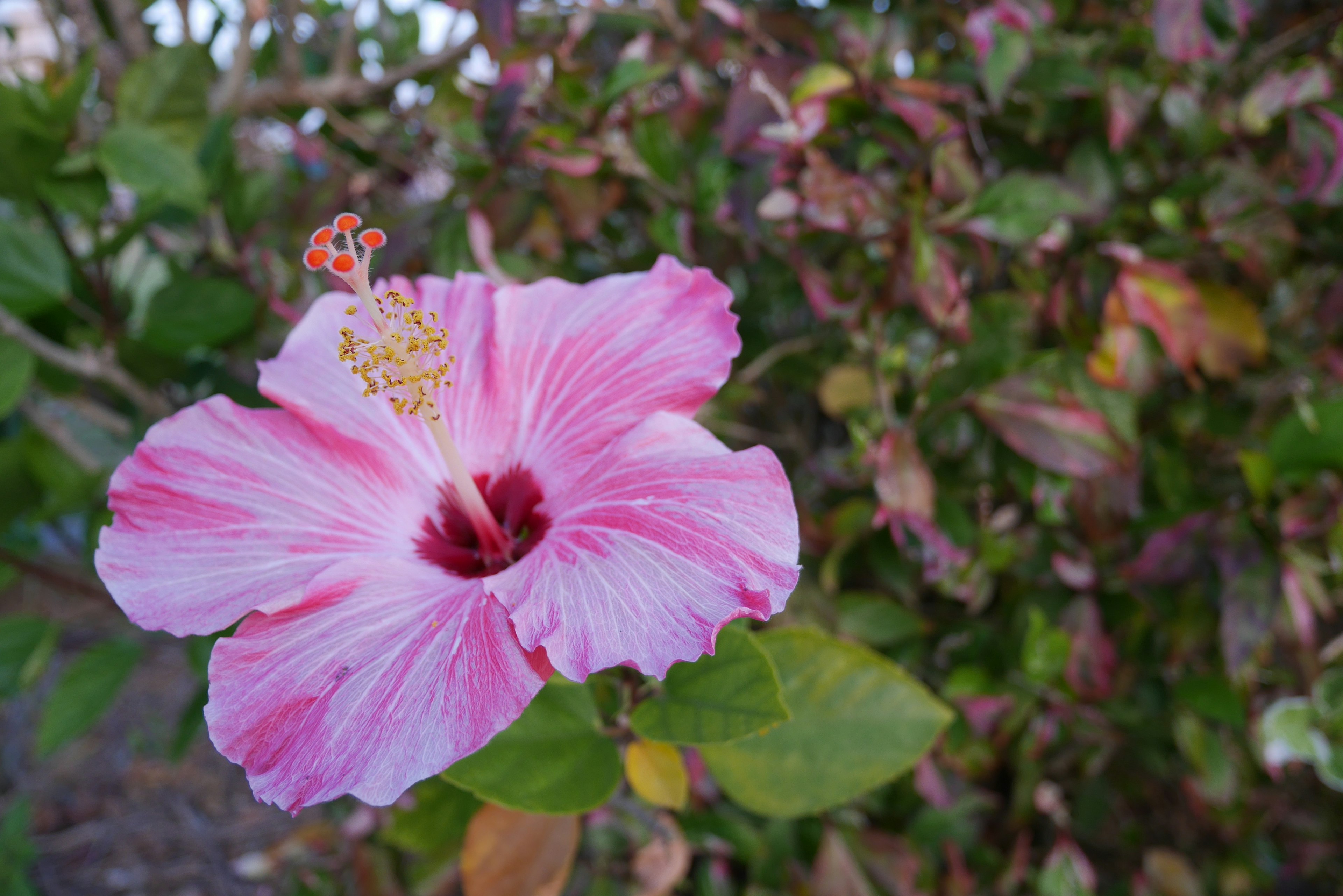 Bunga hibiscus merah muda yang cerah dengan daun hijau