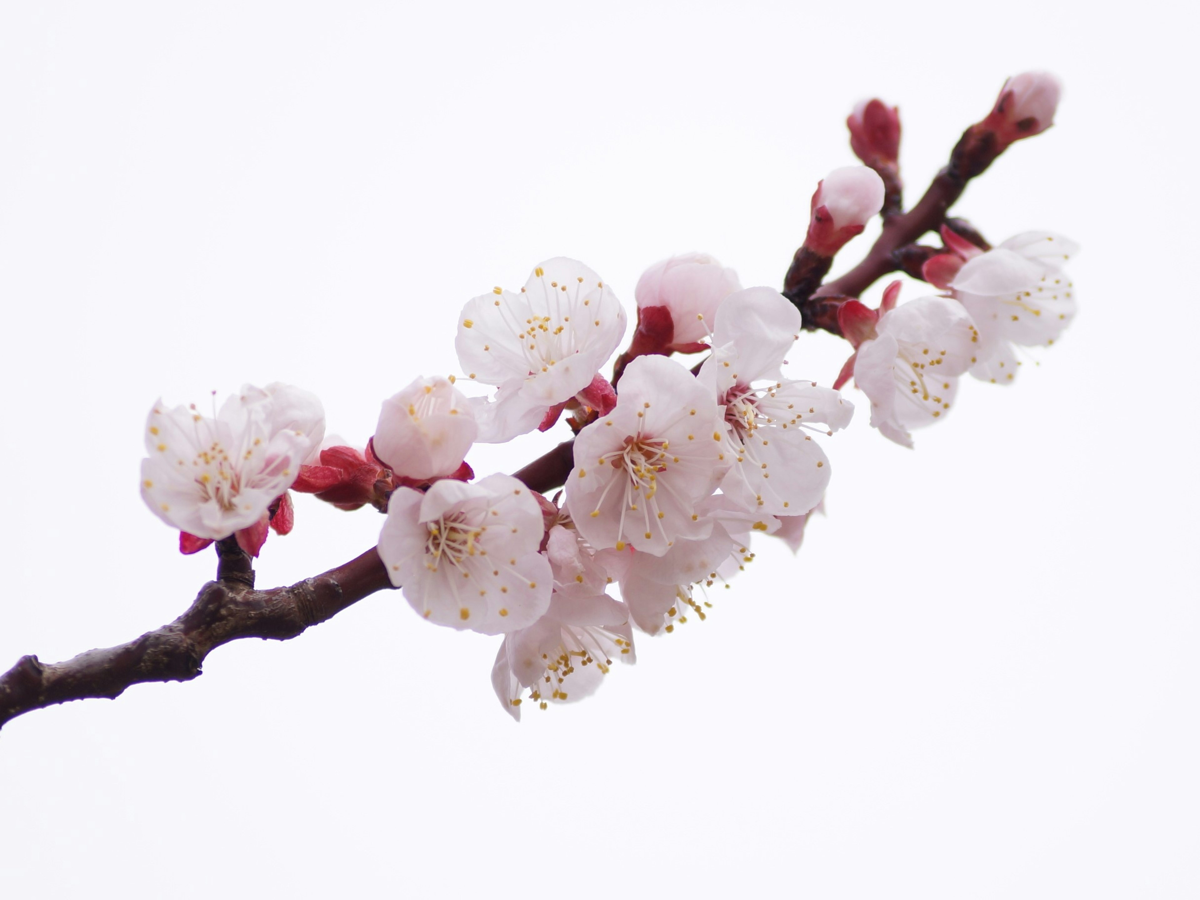 樱花盛开的枝条特写