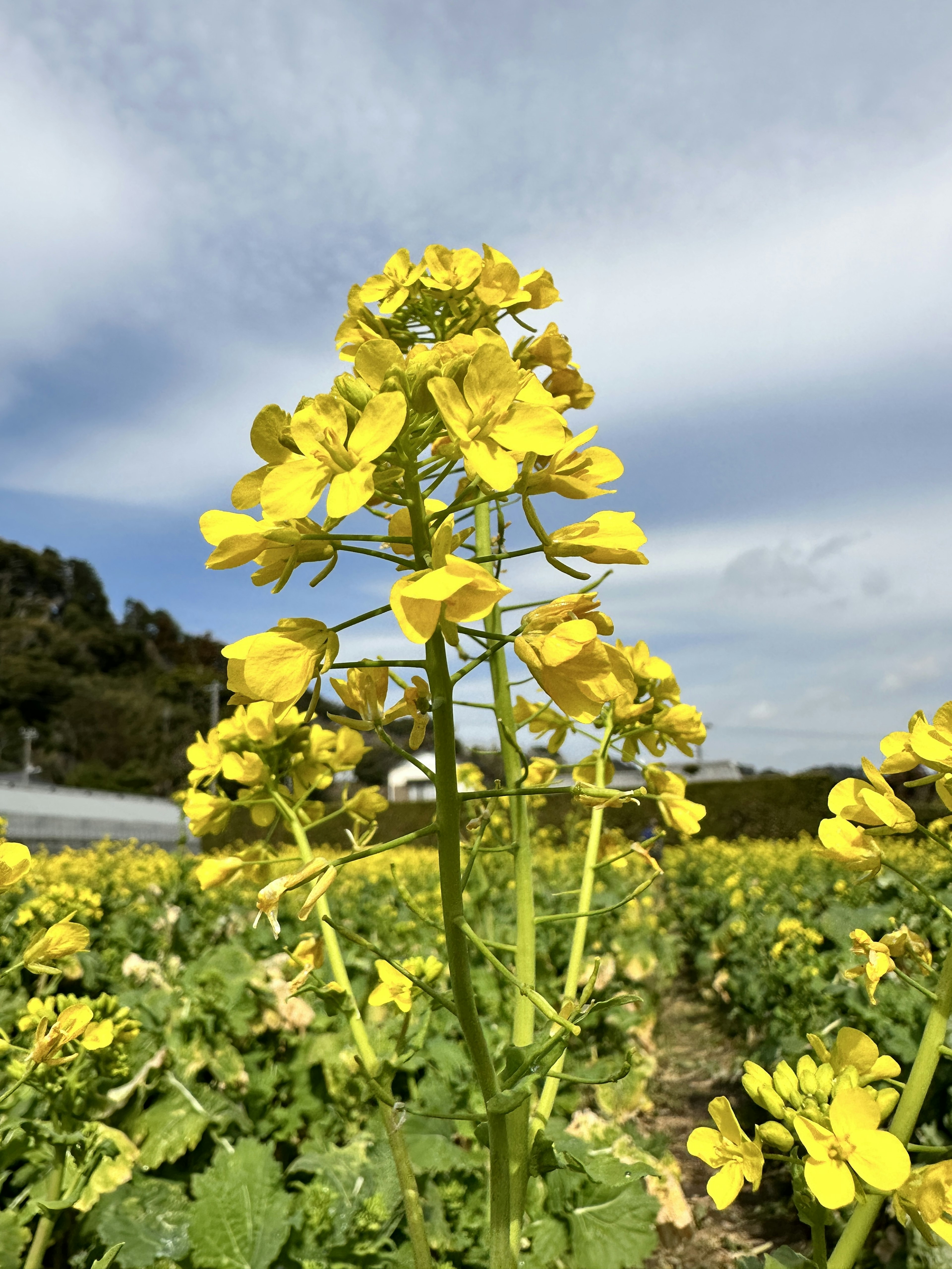 Image d'un champ avec des fleurs de colza jaunes en fleurs