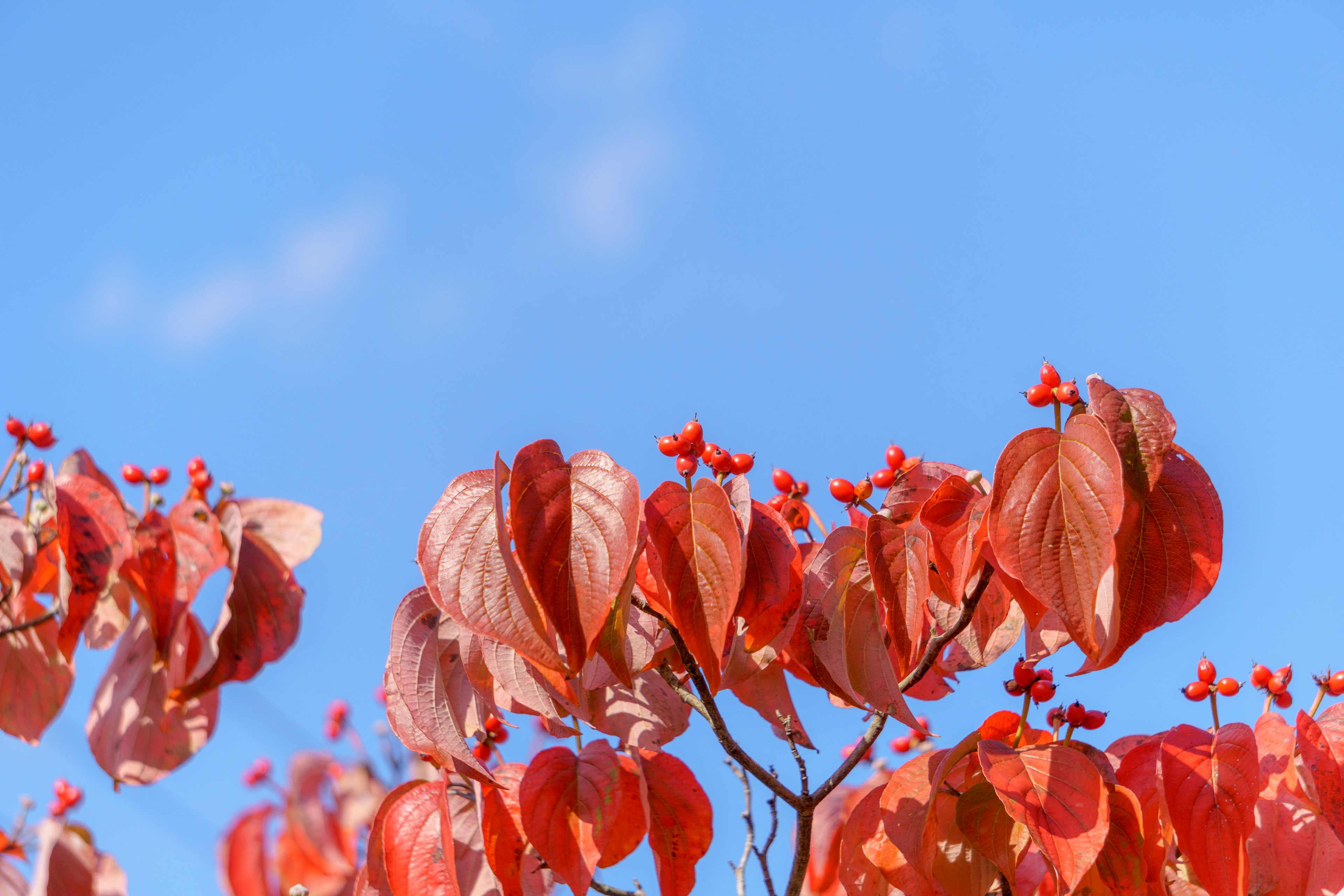 Äste mit roten Blättern und Blumen vor blauem Himmel