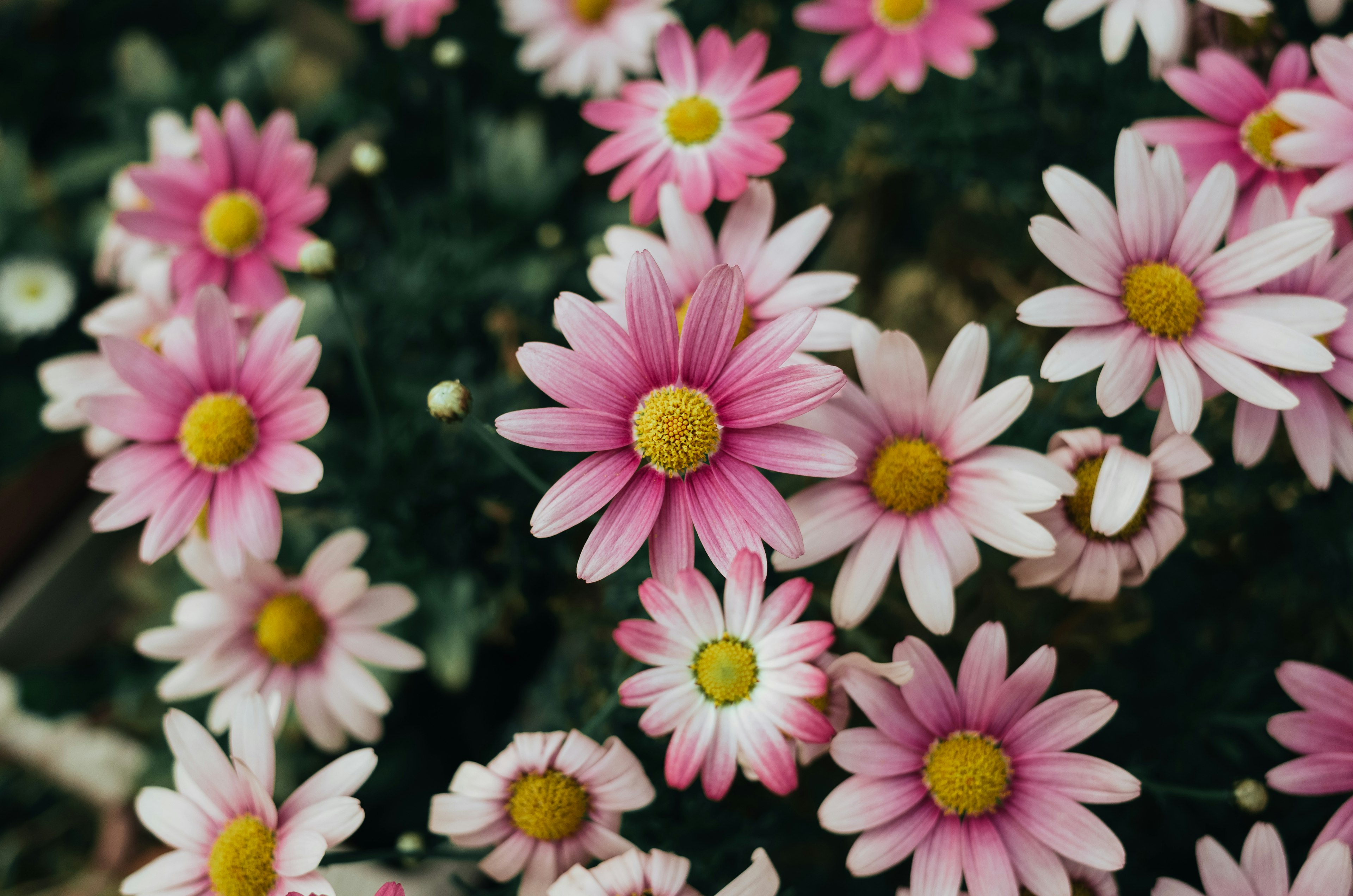 色とりどりのピンクの花が咲く花壇