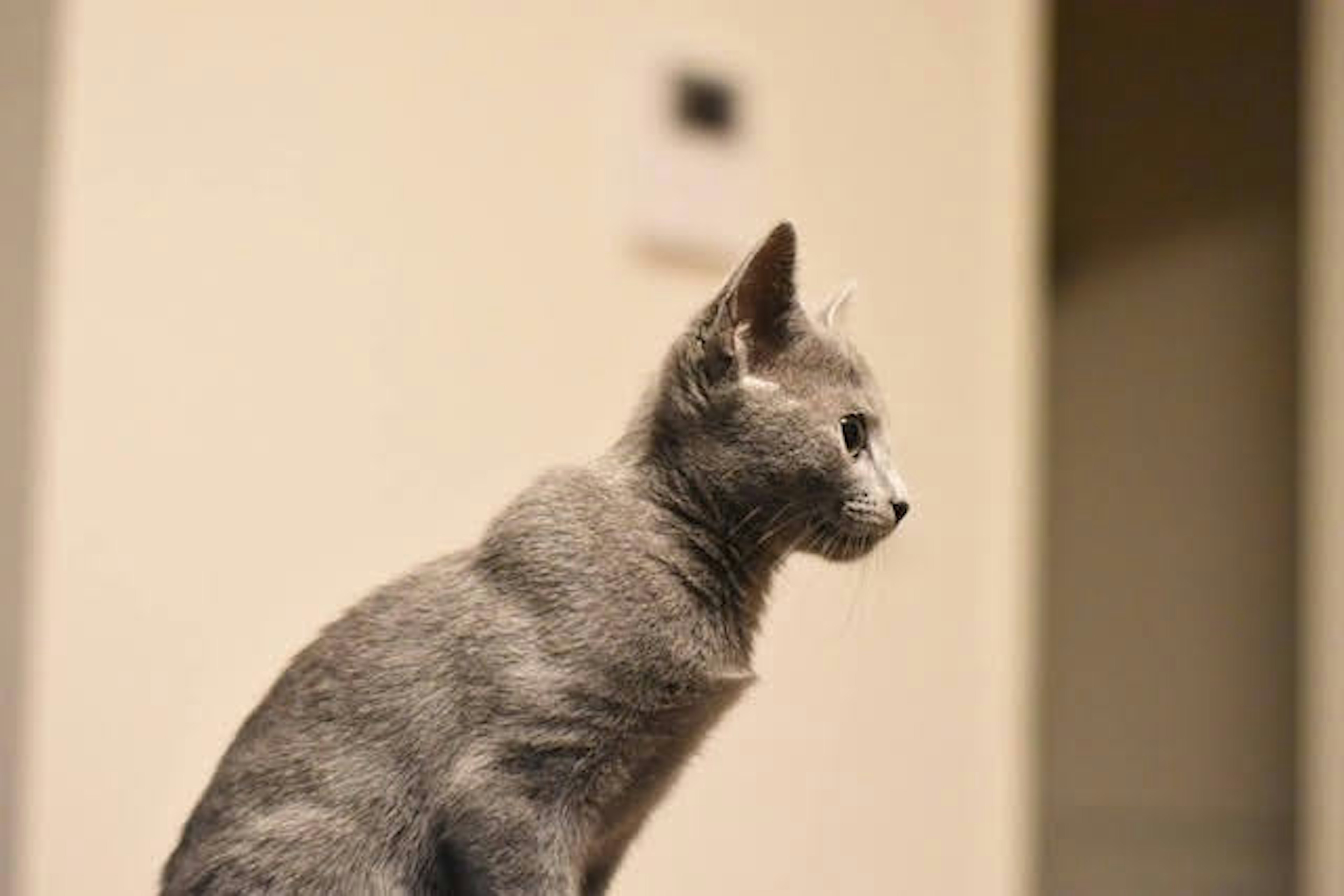 Gray cat sitting sideways with a focused expression