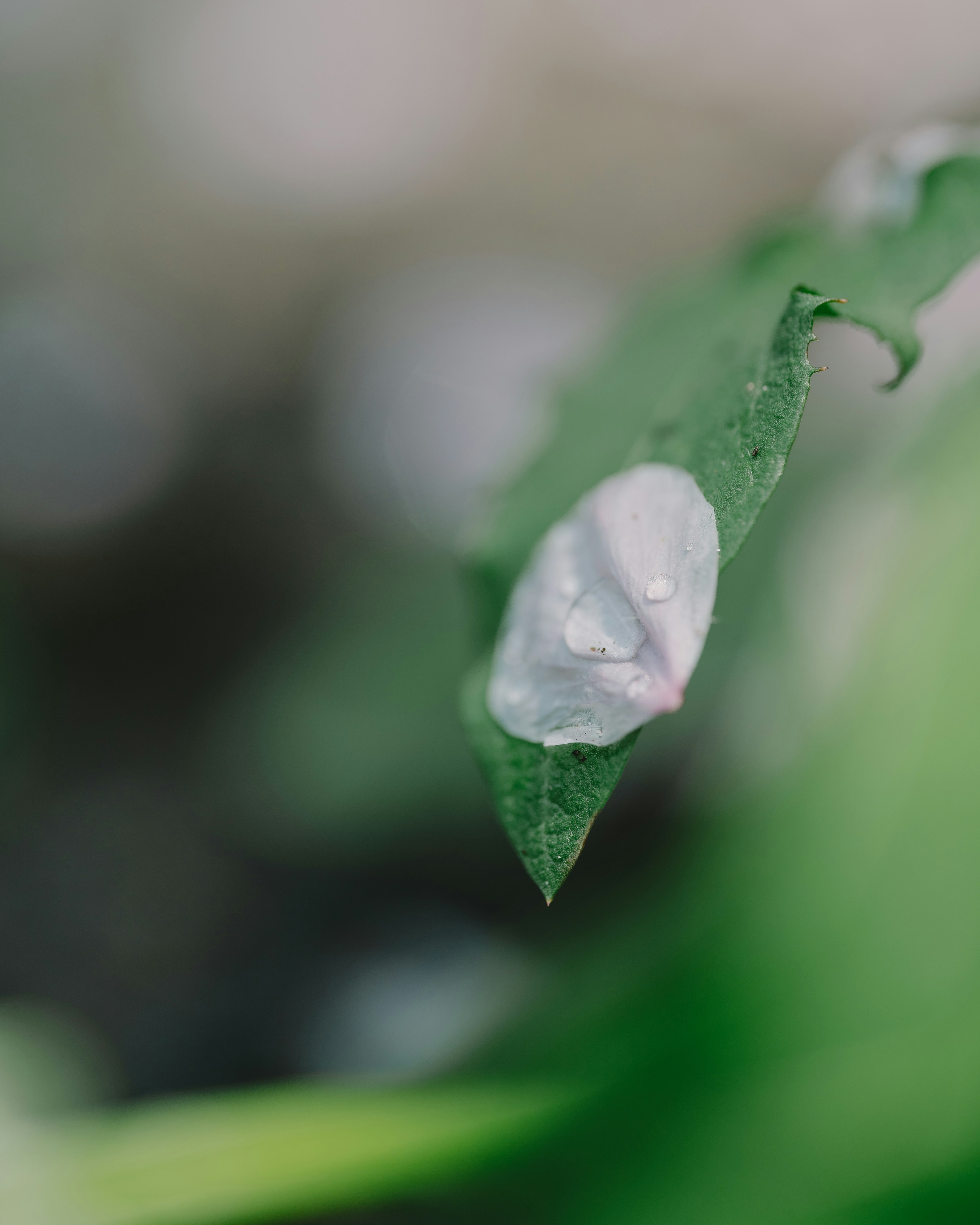 Gota de agua en una hoja con un fondo verde borroso