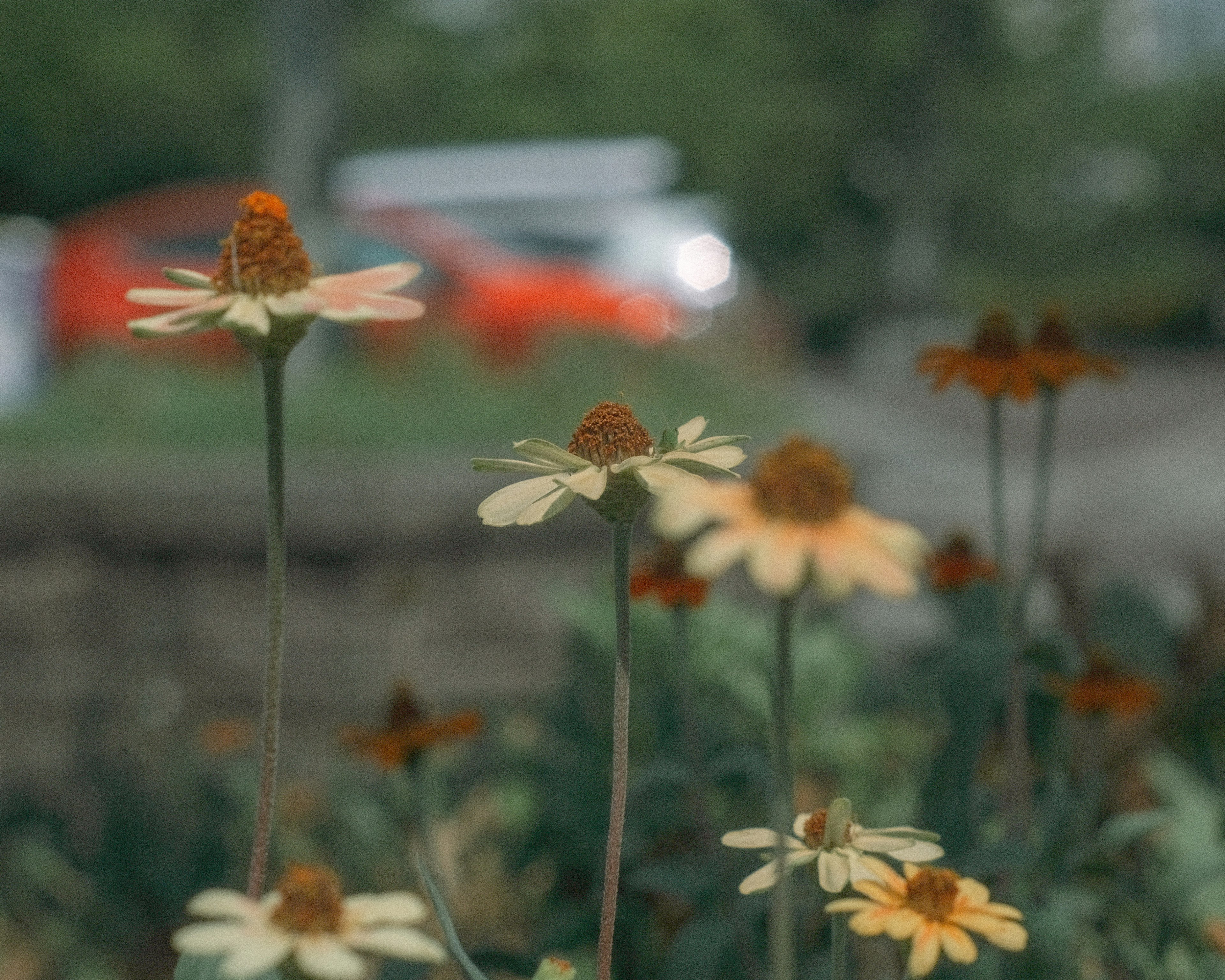 Foreground of yellow flowers with a blurred red car in the background