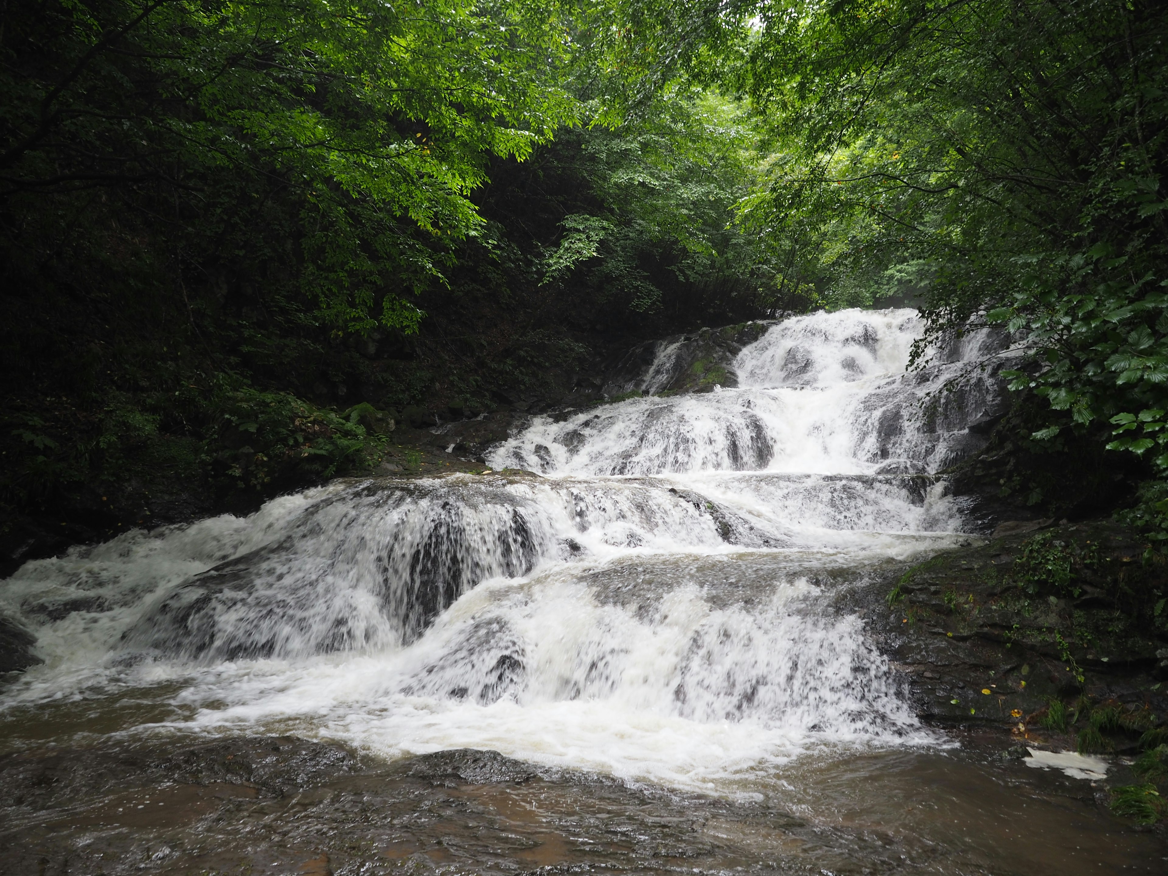 Eau cascade sur des rochers dans une forêt verdoyante