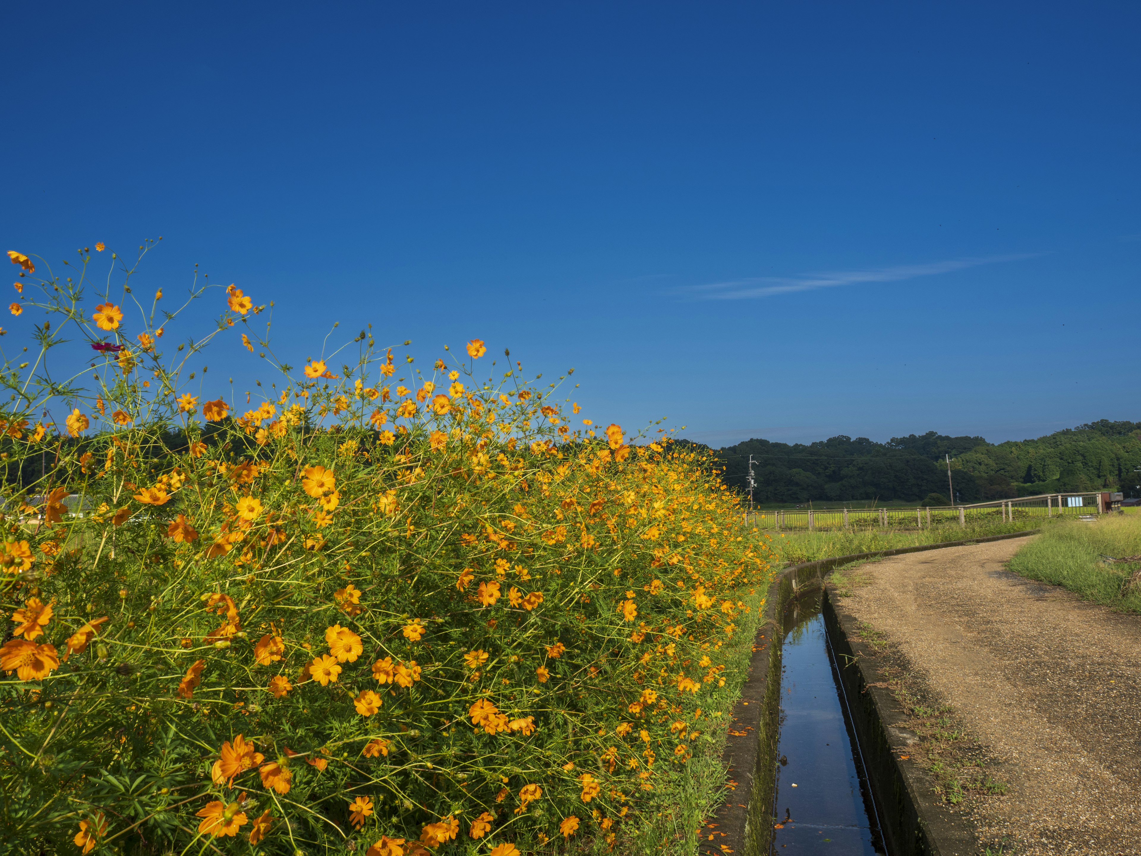 Landscape with yellow flowers under a blue sky and a pathway