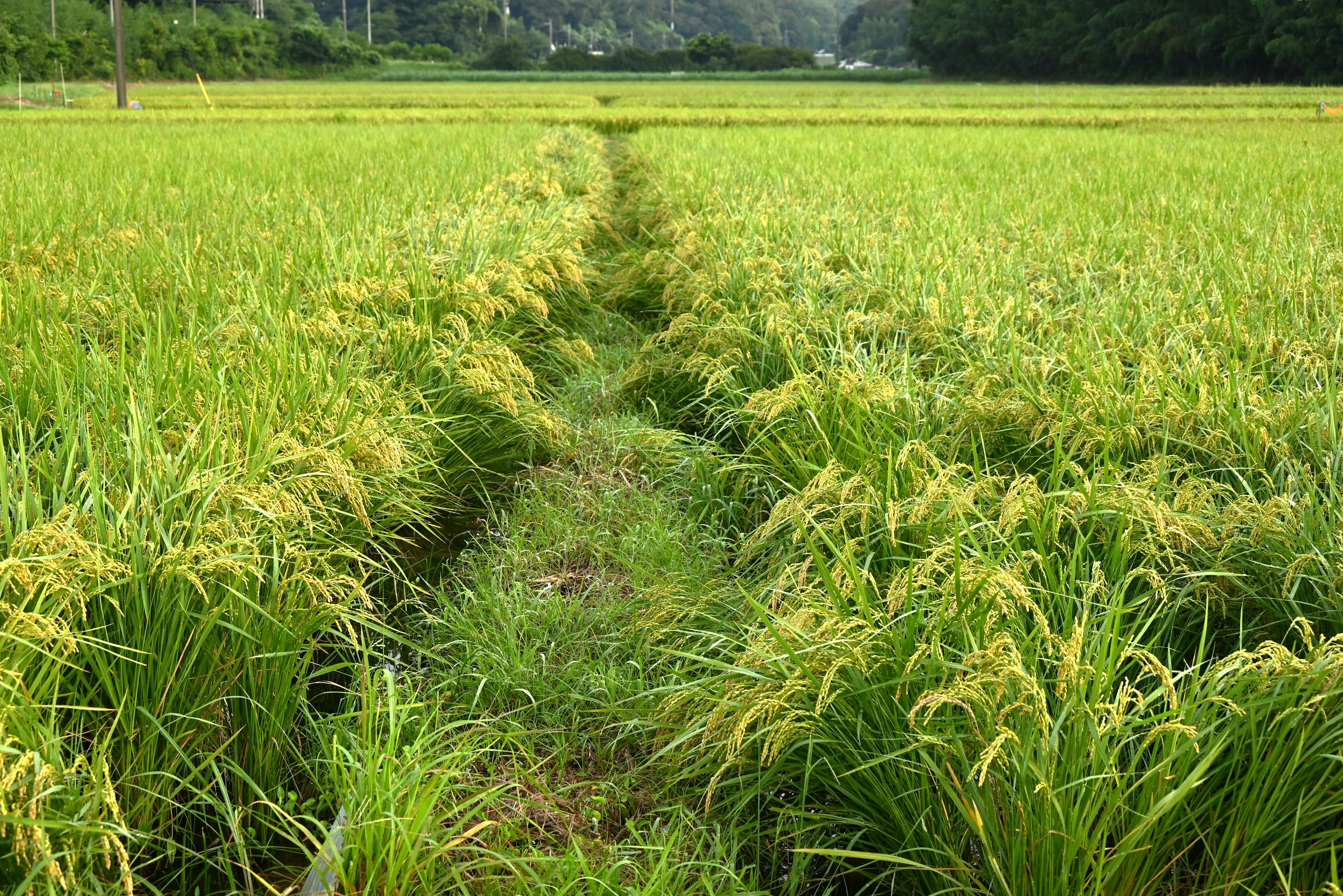 青々とした稲の田んぼに沿った小道が見える風景