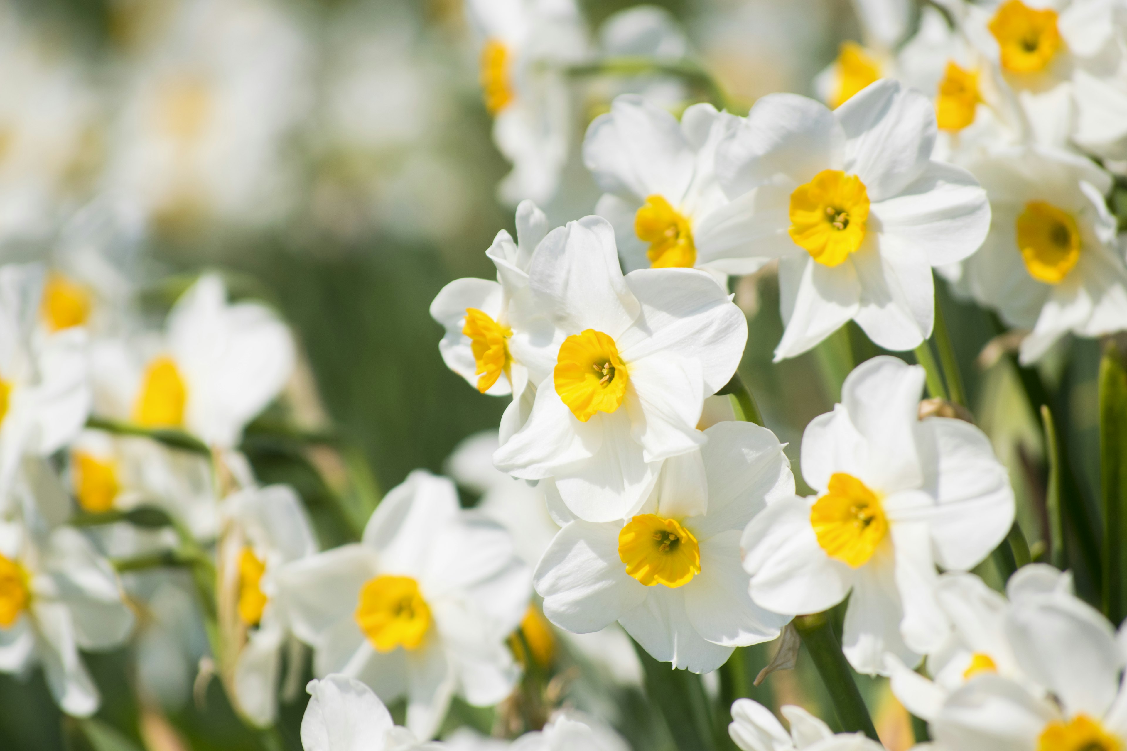 Narcisi bianchi in fiore con centri gialli brillanti