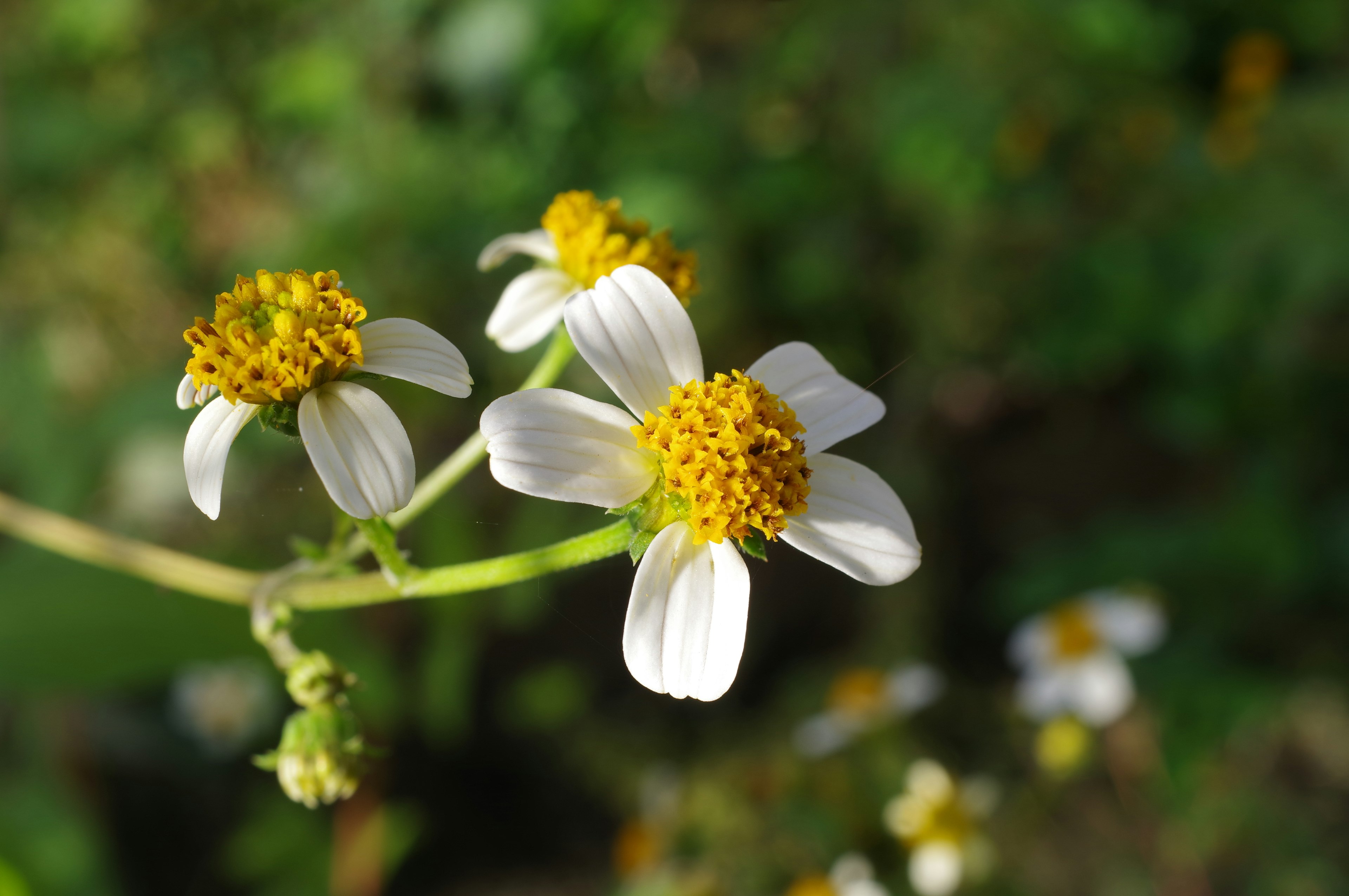 Close-up tanaman dengan bunga putih dan pusat kuning