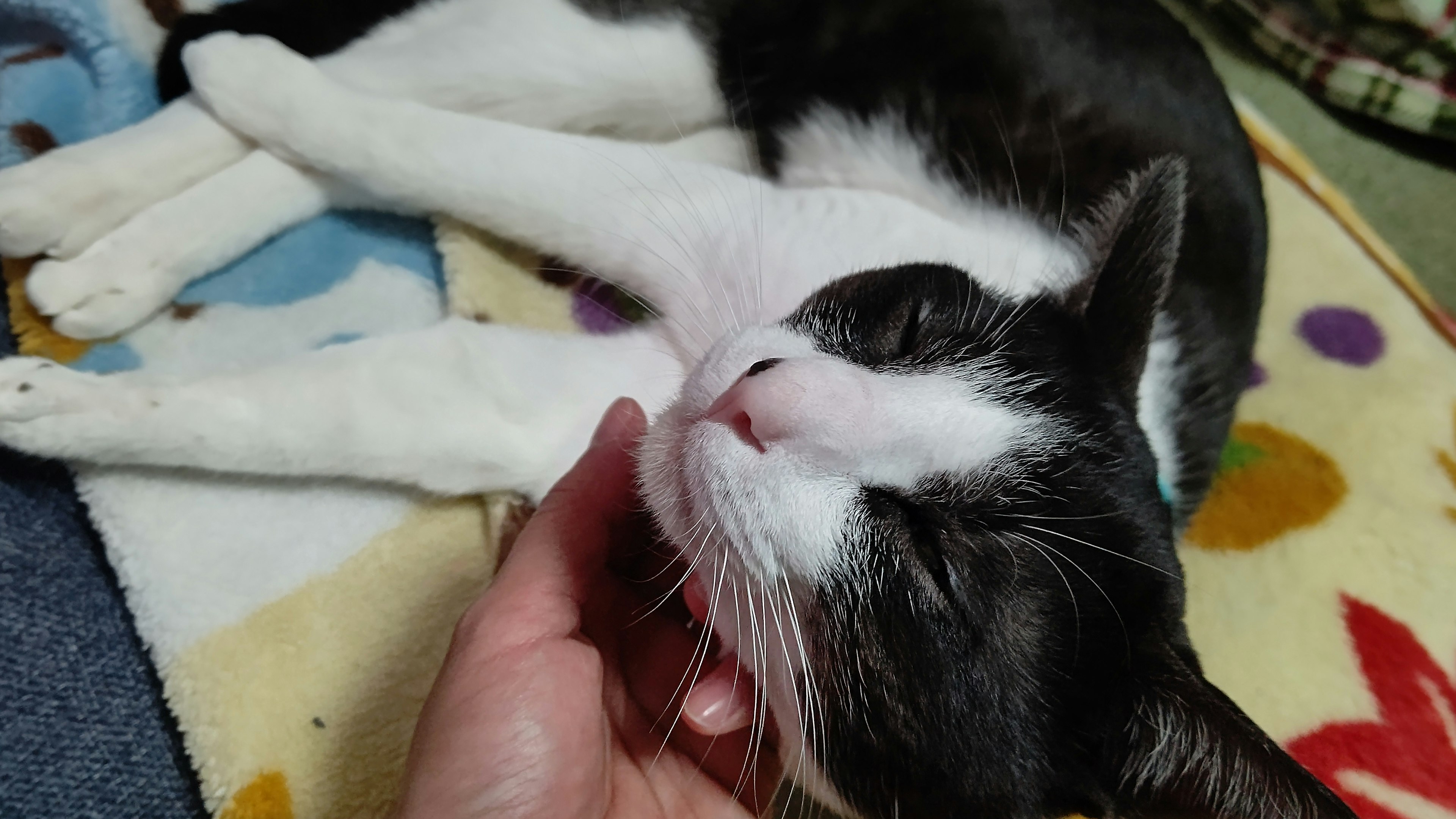 Black and white cat being petted while lying on a colorful blanket