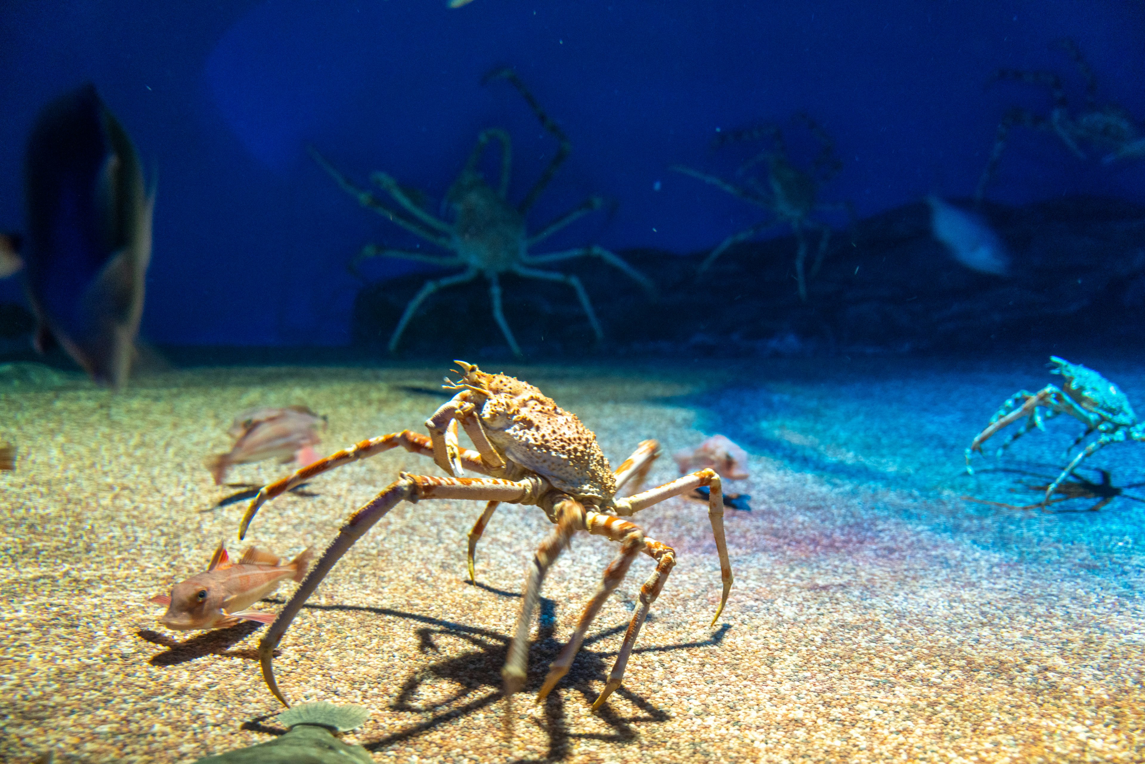 A crab walking on the aquarium floor surrounded by various fish