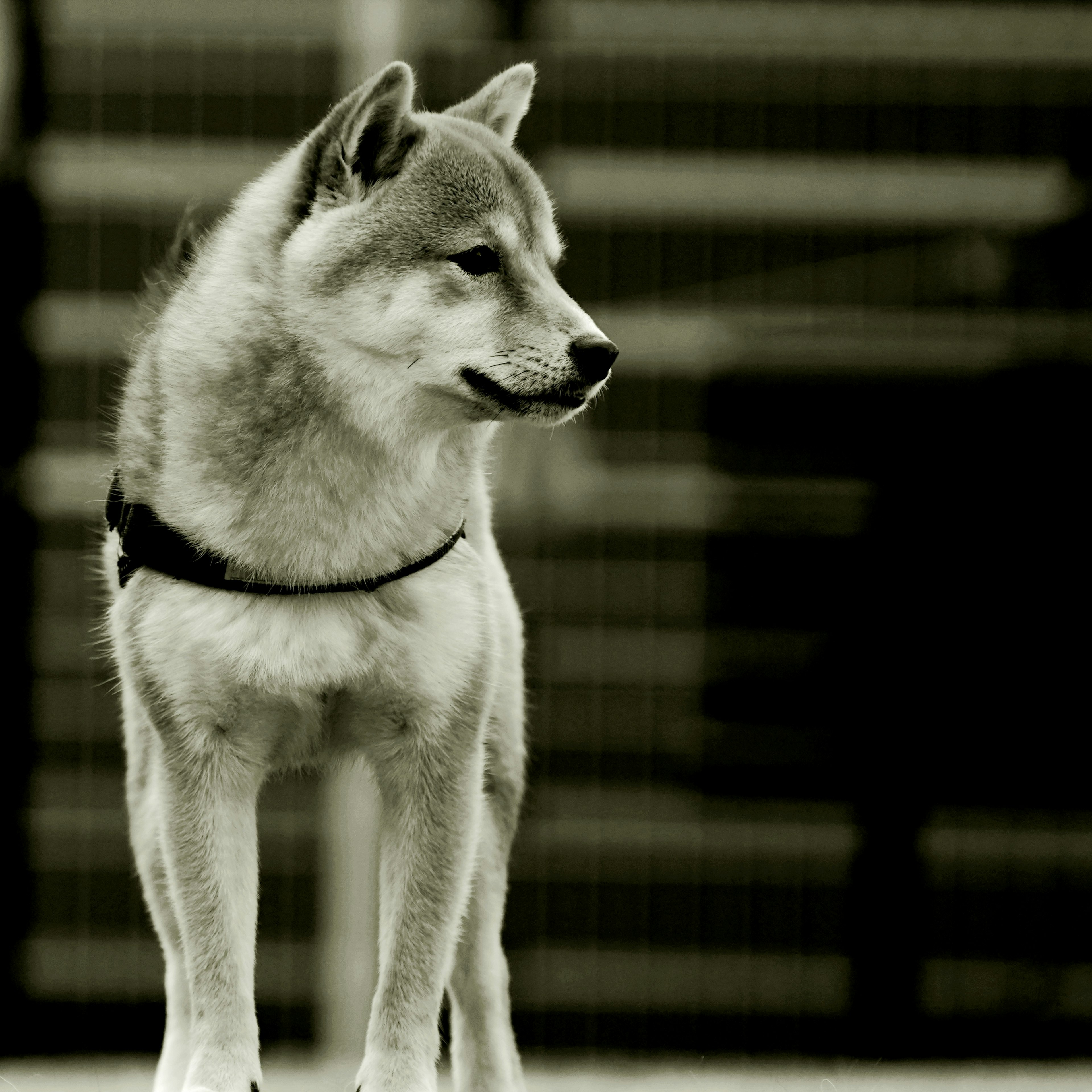 Shiba Inu standing sideways in a monochrome image