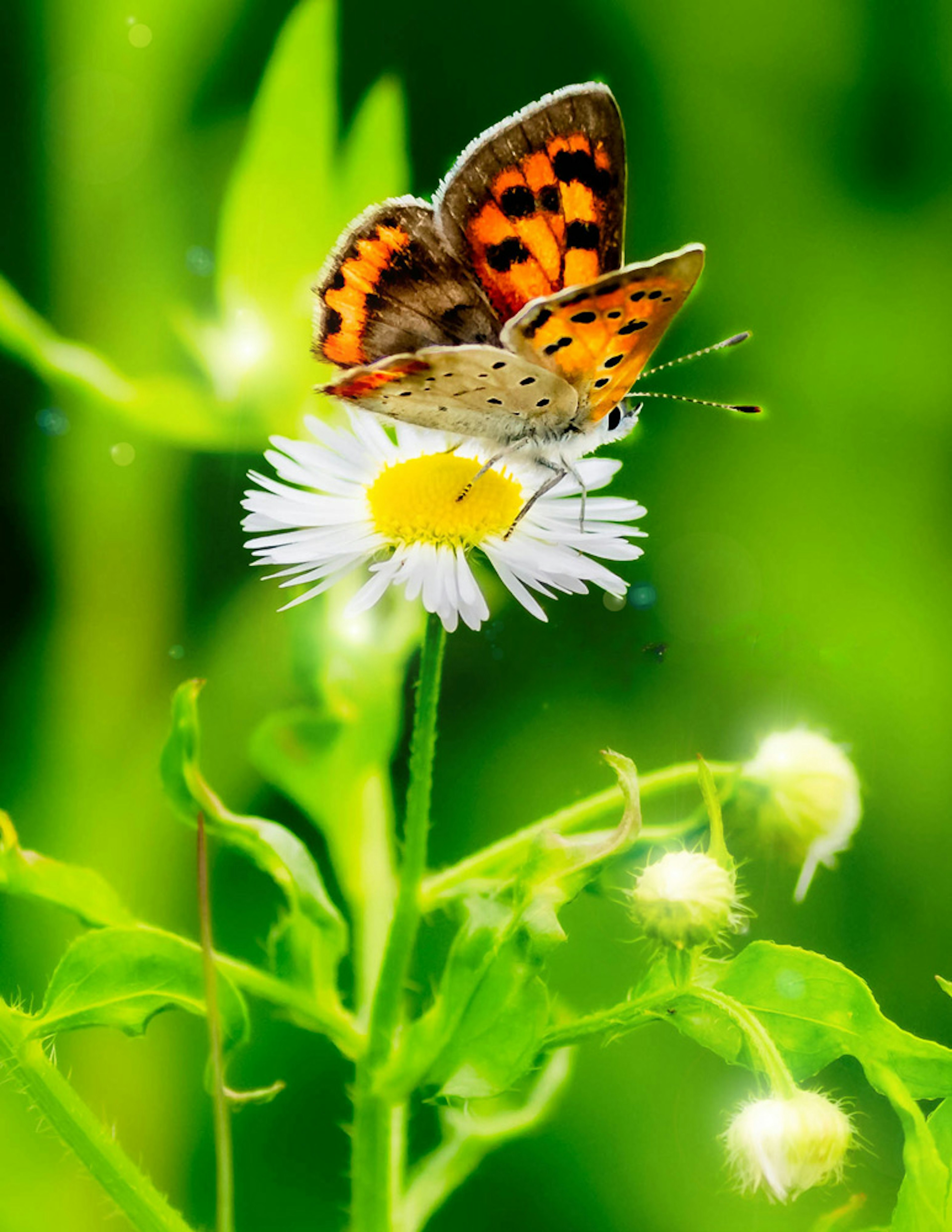 A vibrant orange and black patterned butterfly resting on a white flower