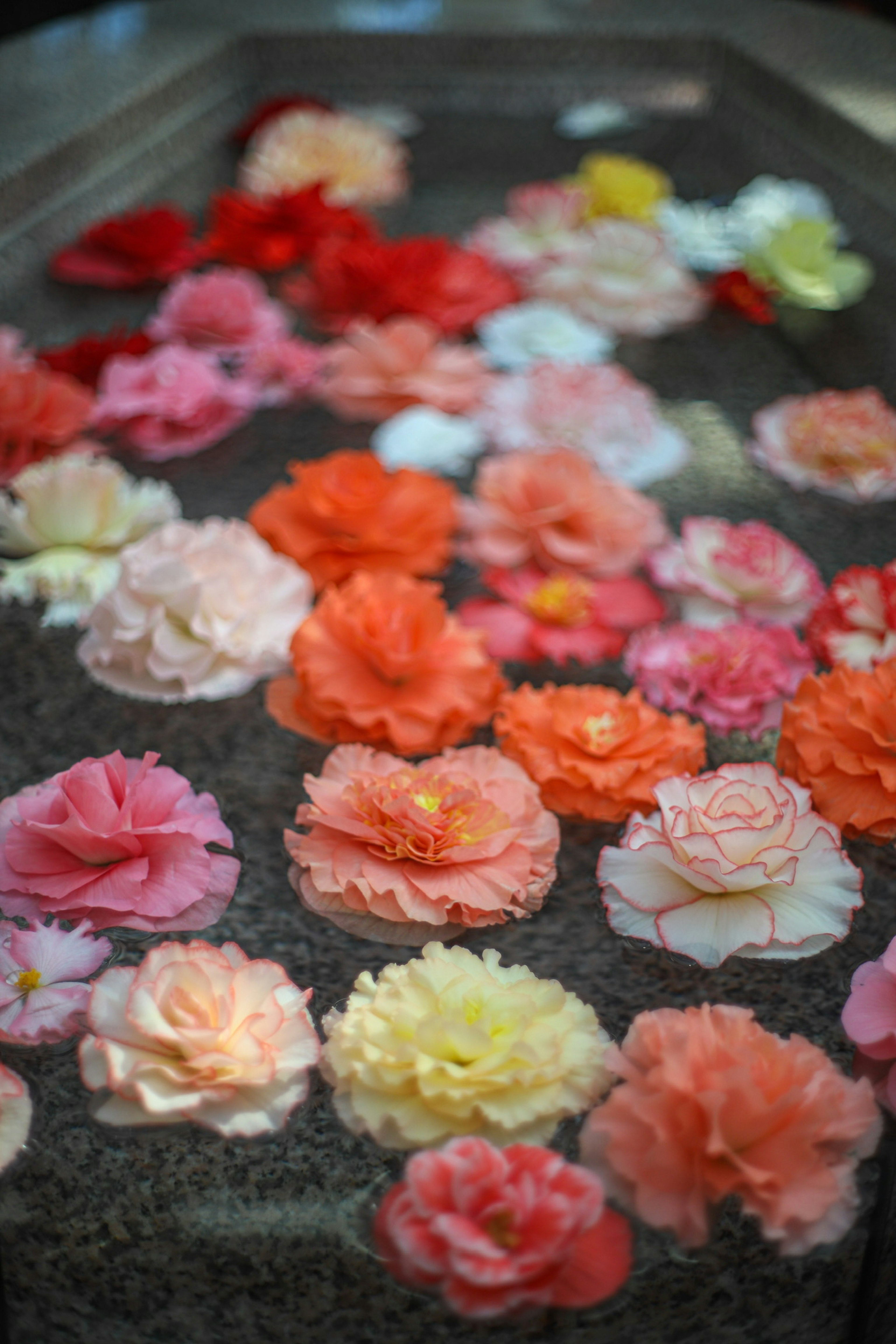 色とりどりの花びらが水面に浮かぶ美しいシーン