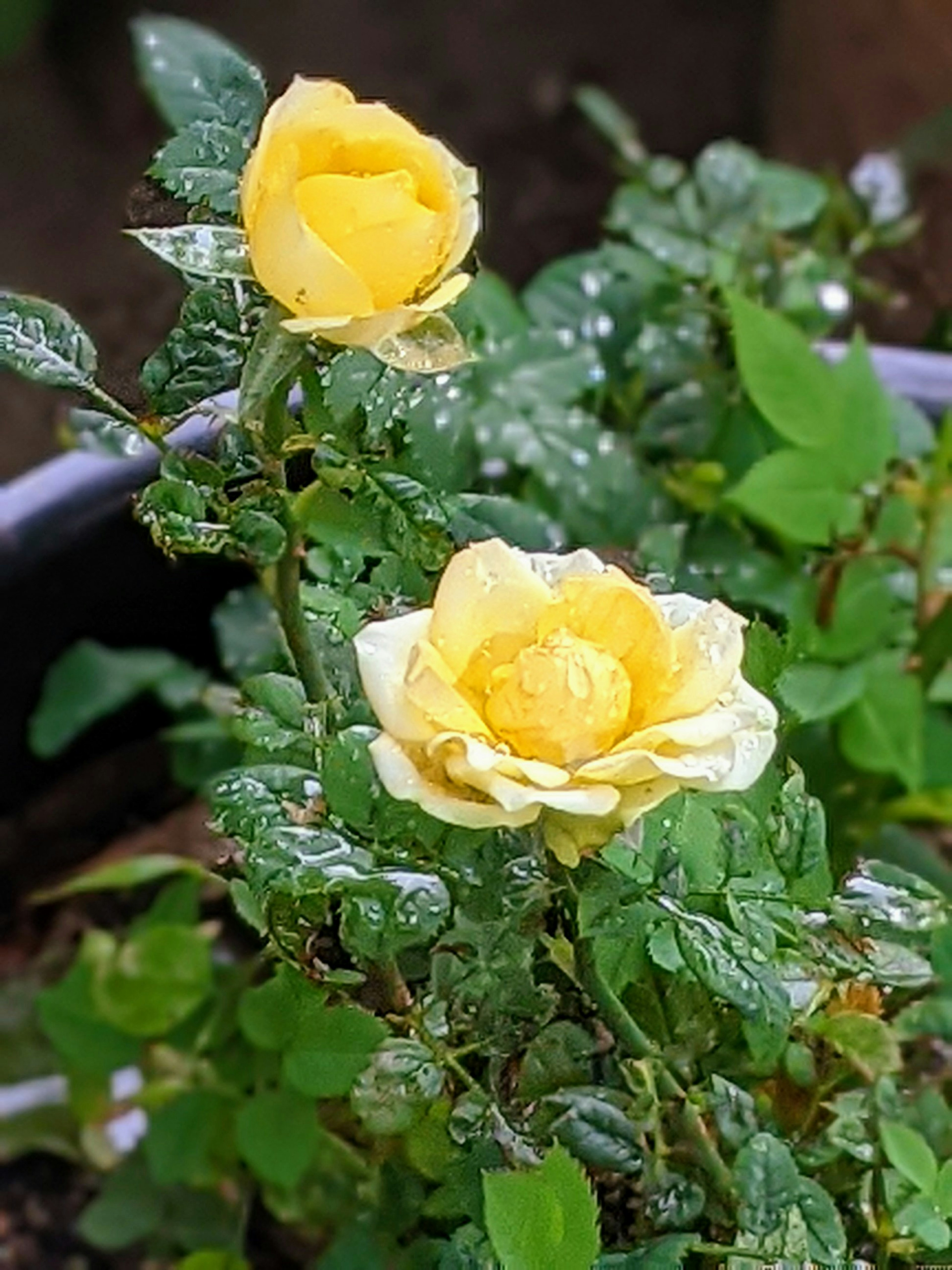 Nahaufnahme einer Pflanze mit blühenden gelben Rosen