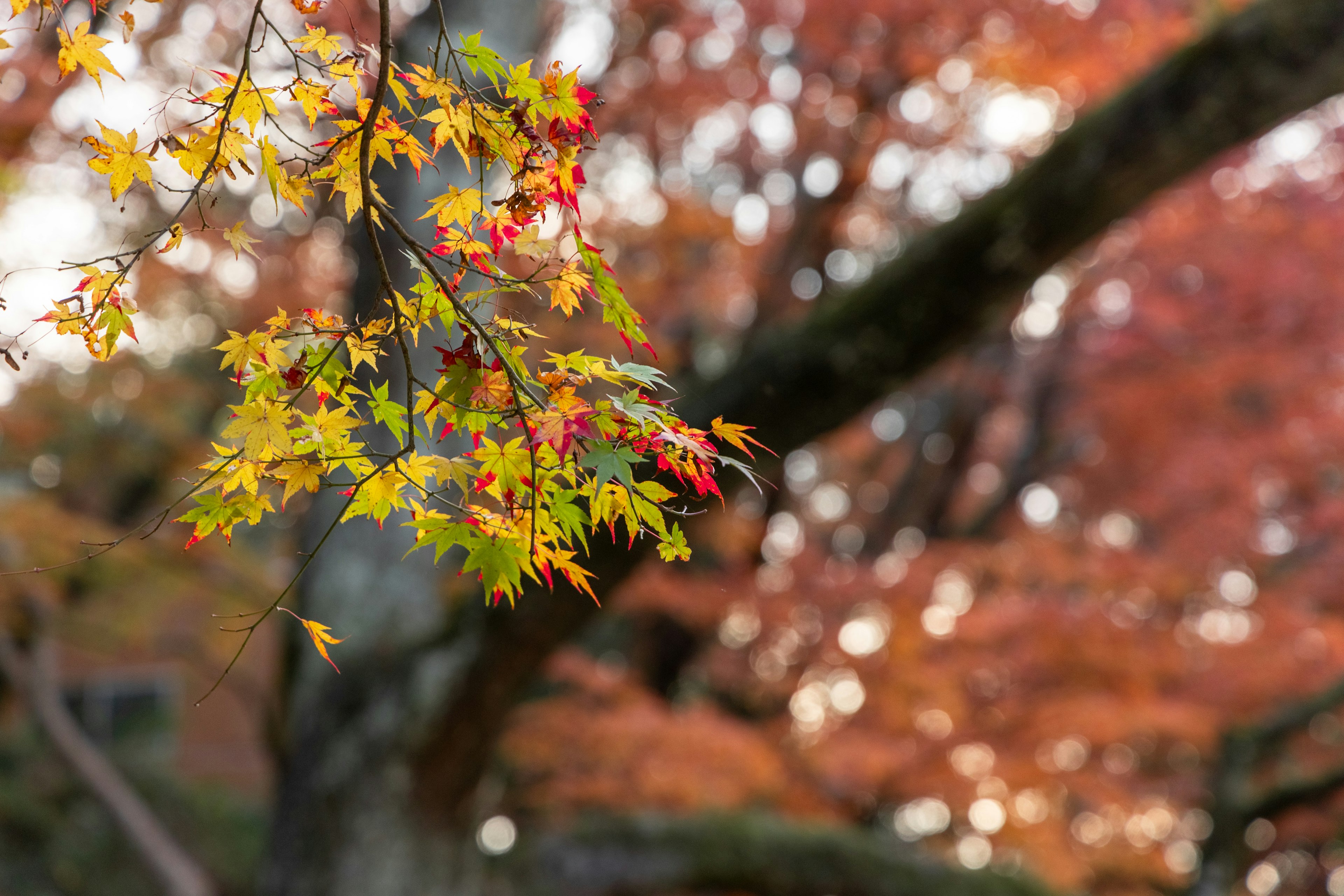 ใบไม้ฤดูใบไม้ร่วงที่มีสีสันสดใสด้วยเฉดสีเหลืองและแดงอยู่เบื้องหลังต้นไม้ที่เบลอ