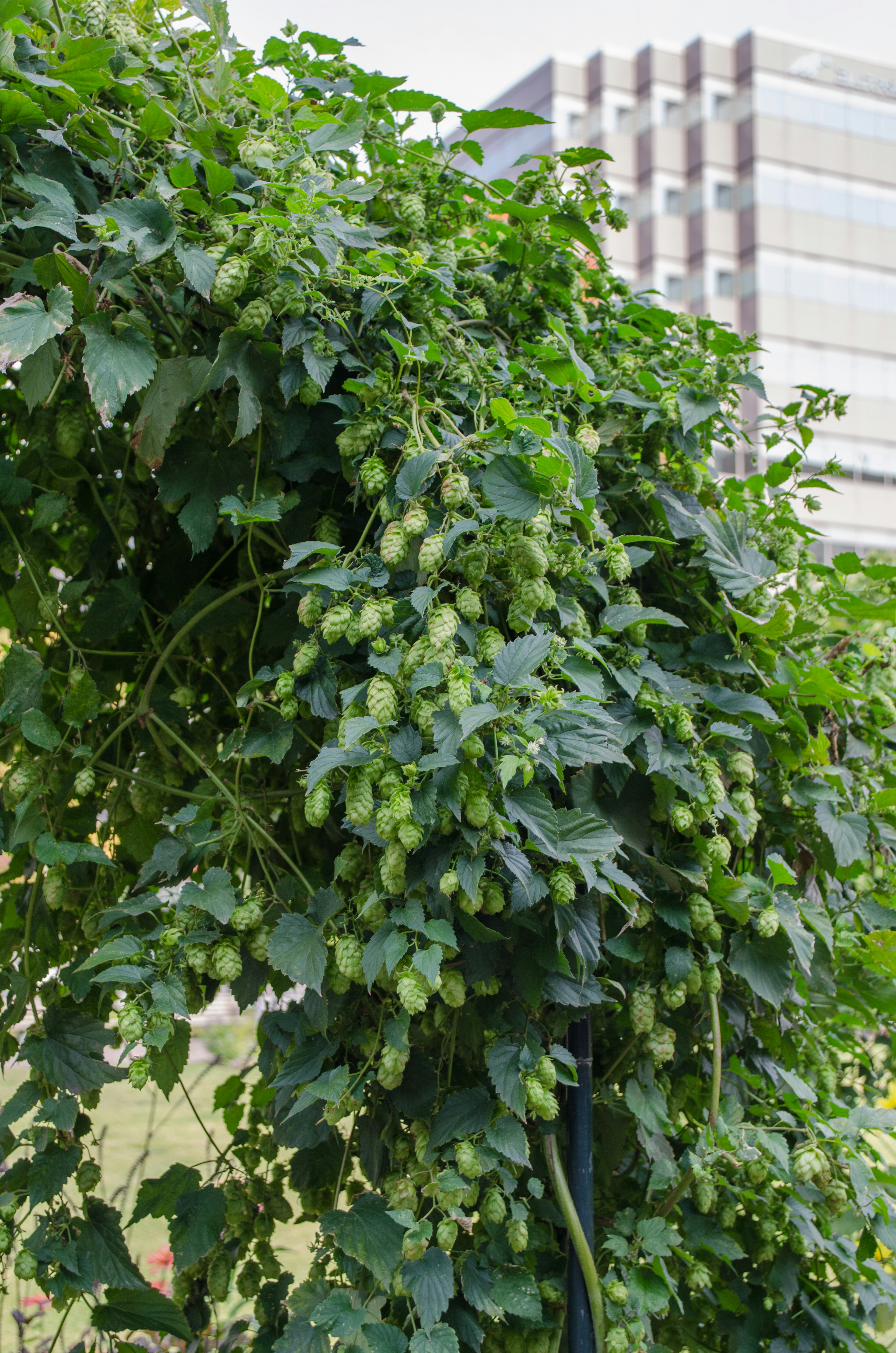 Üppige Hopfenranken mit grünen Hopfenklumpen vor einem Gebäude