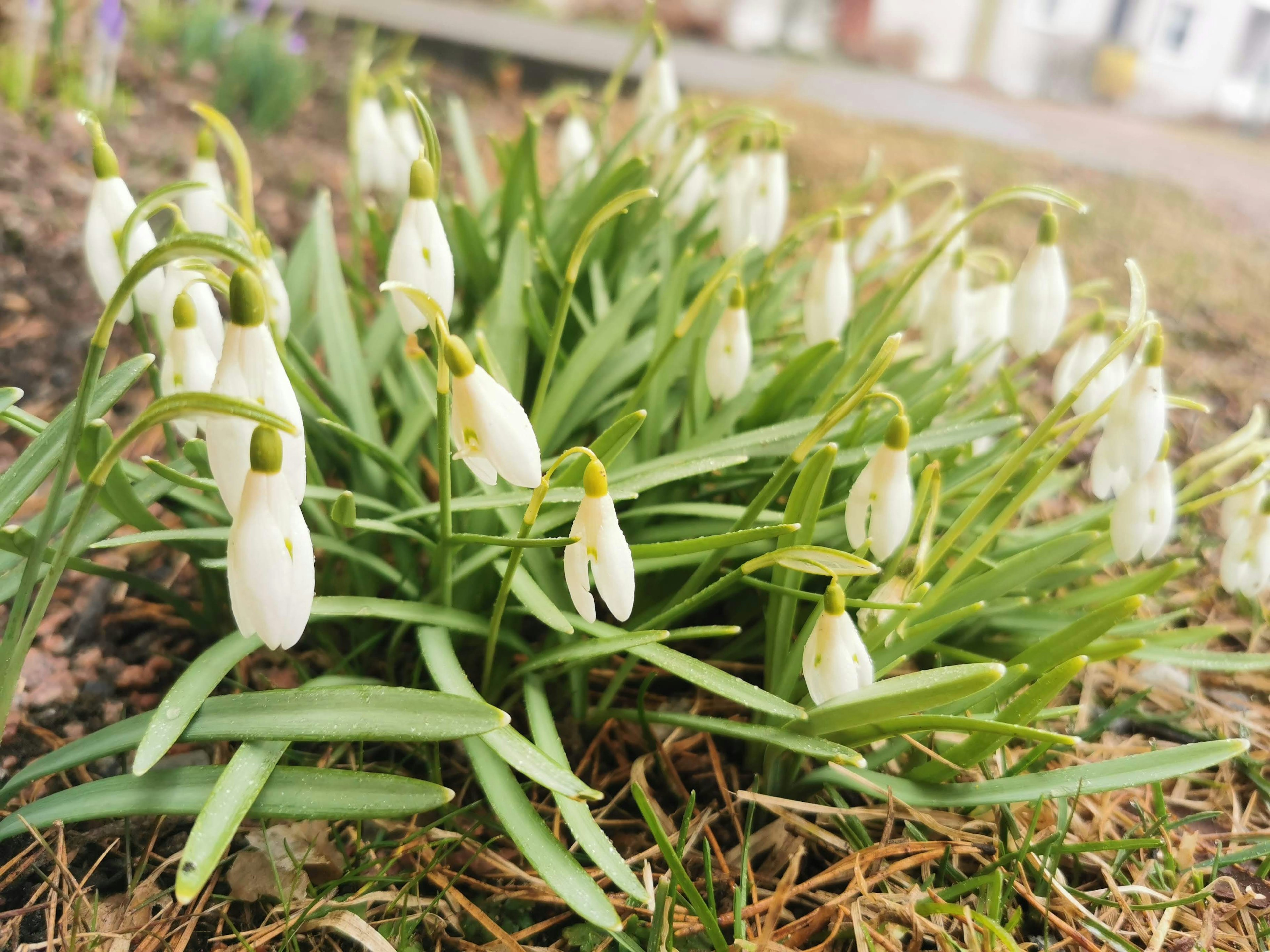 Raggruppamento di fiori di galanthus bianchi in un giardino