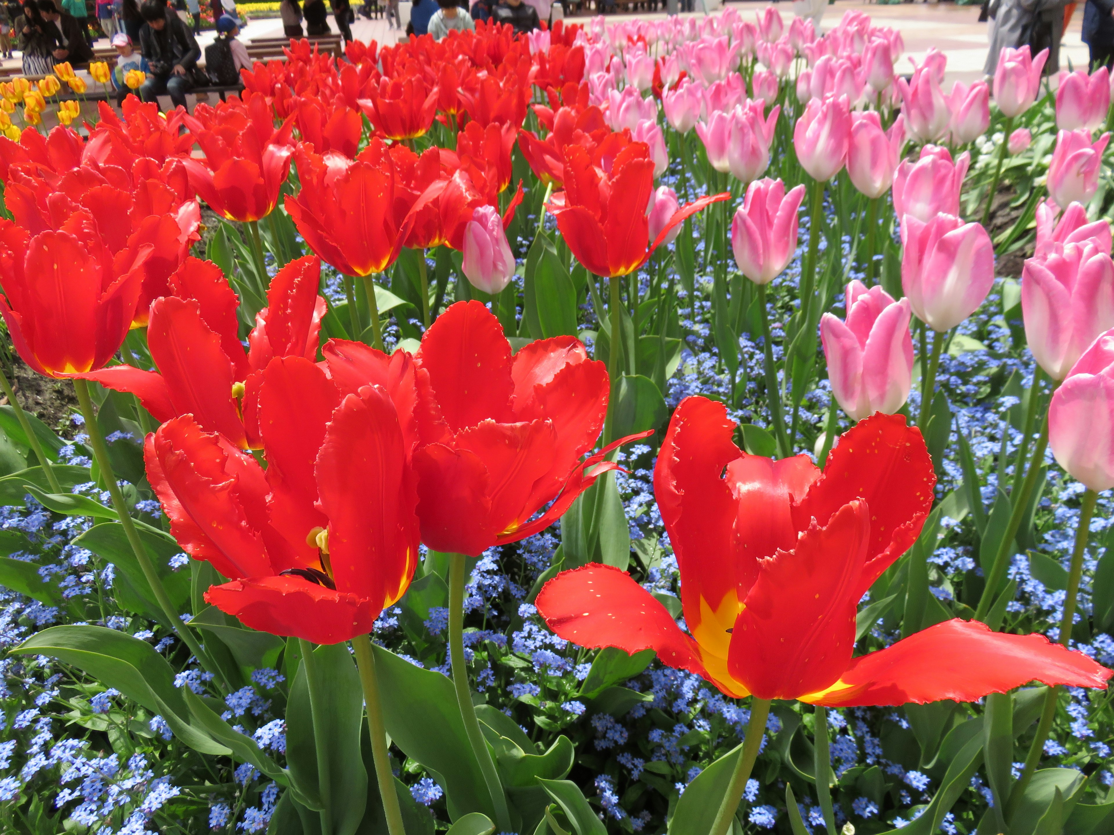 Close-up of a vibrant flowerbed featuring red and pink tulips with blue forget-me-nots