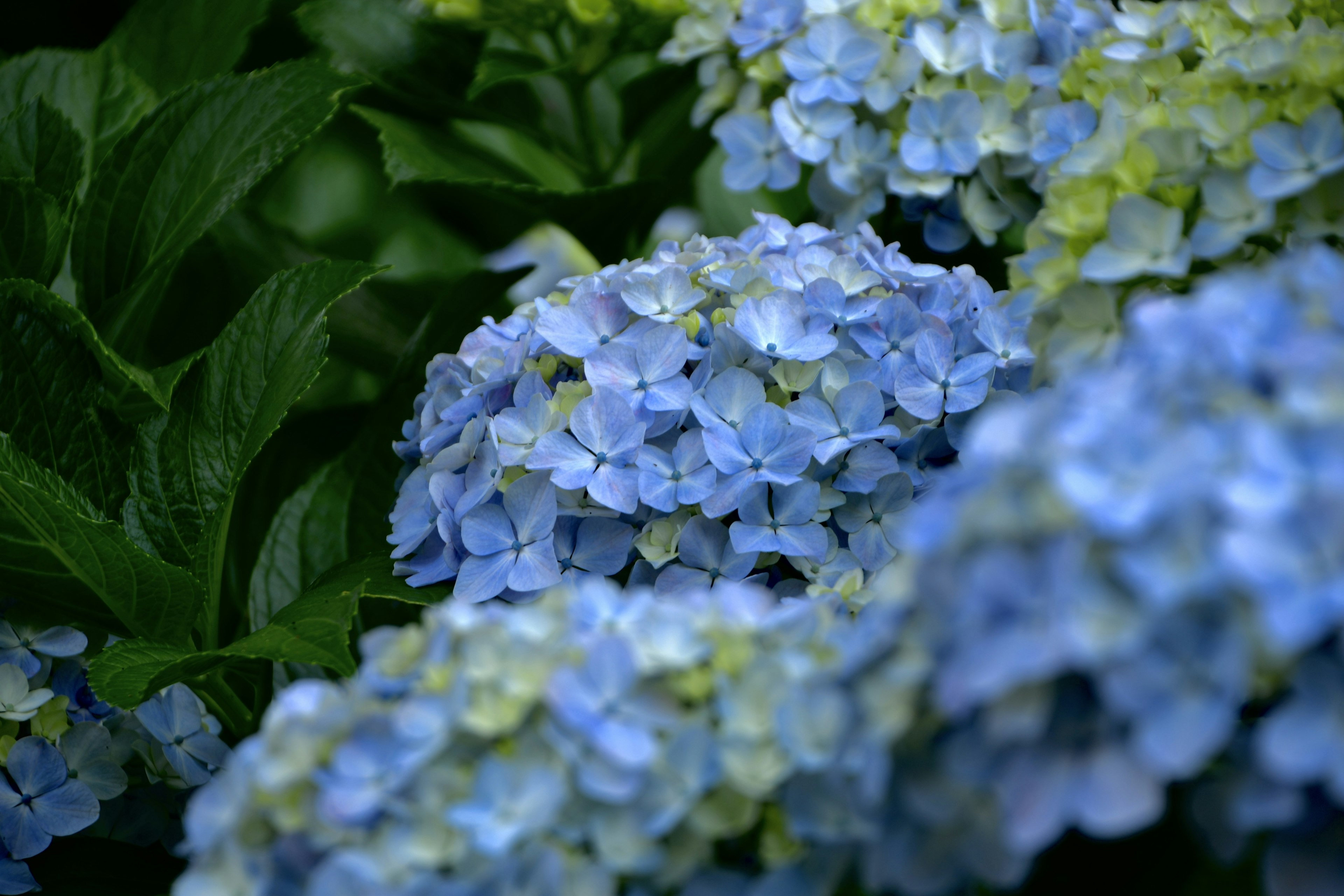 Close-up image of blue hydrangea flowers