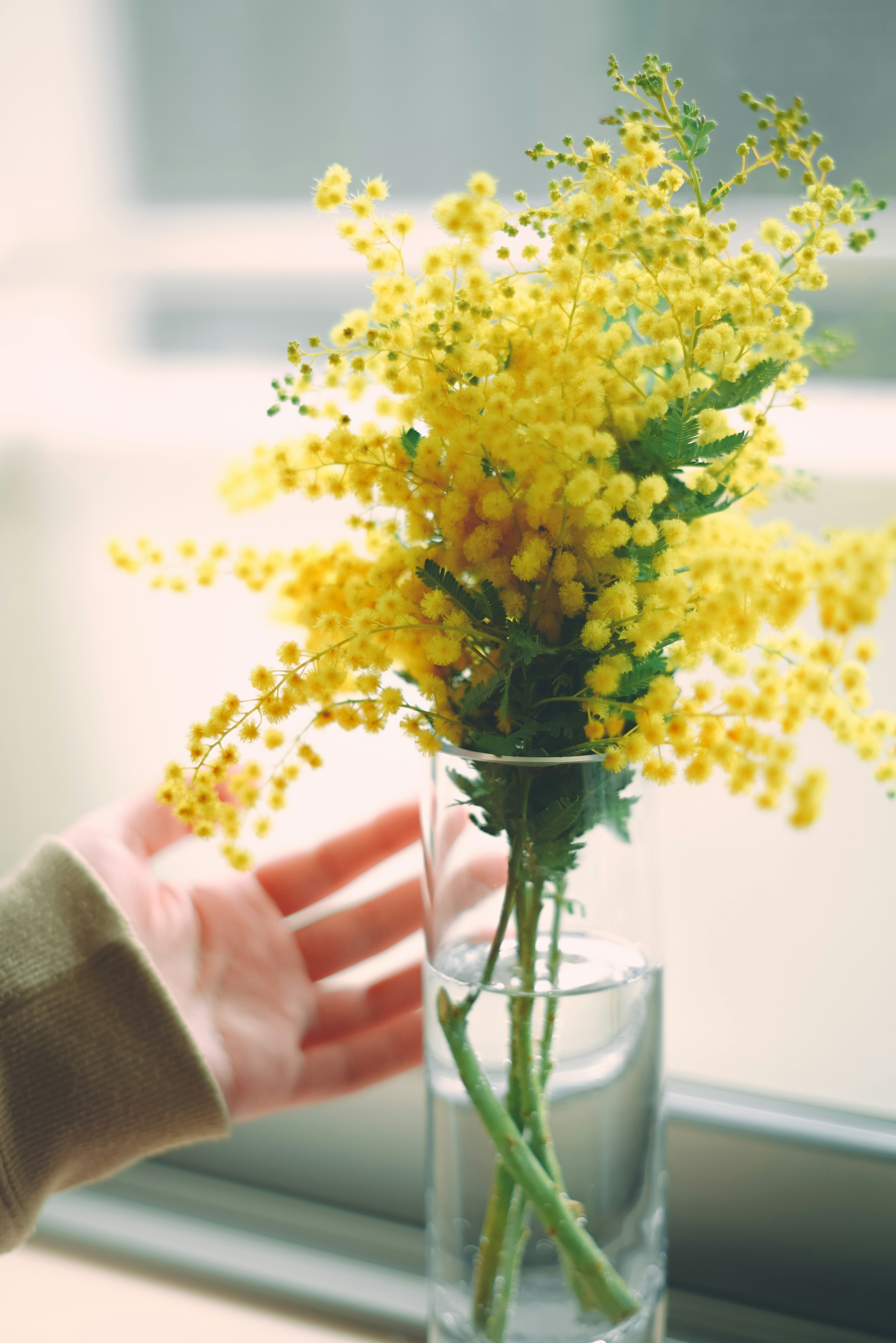 A bouquet of yellow mimosa flowers in a glass vase with a hand