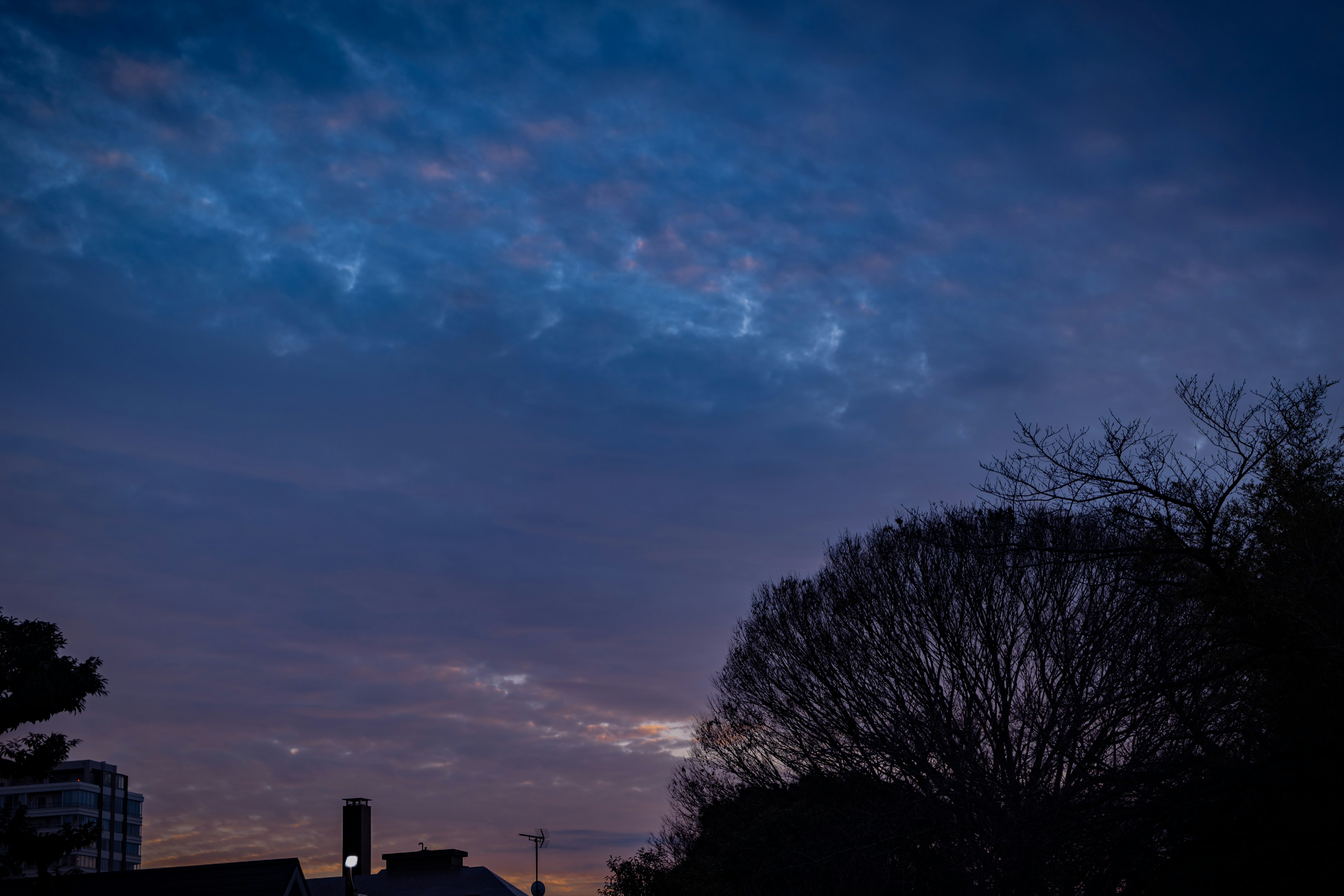 Dämmerungshimmel mit Blau- und Violetttönen sowie Baum-Silhouetten