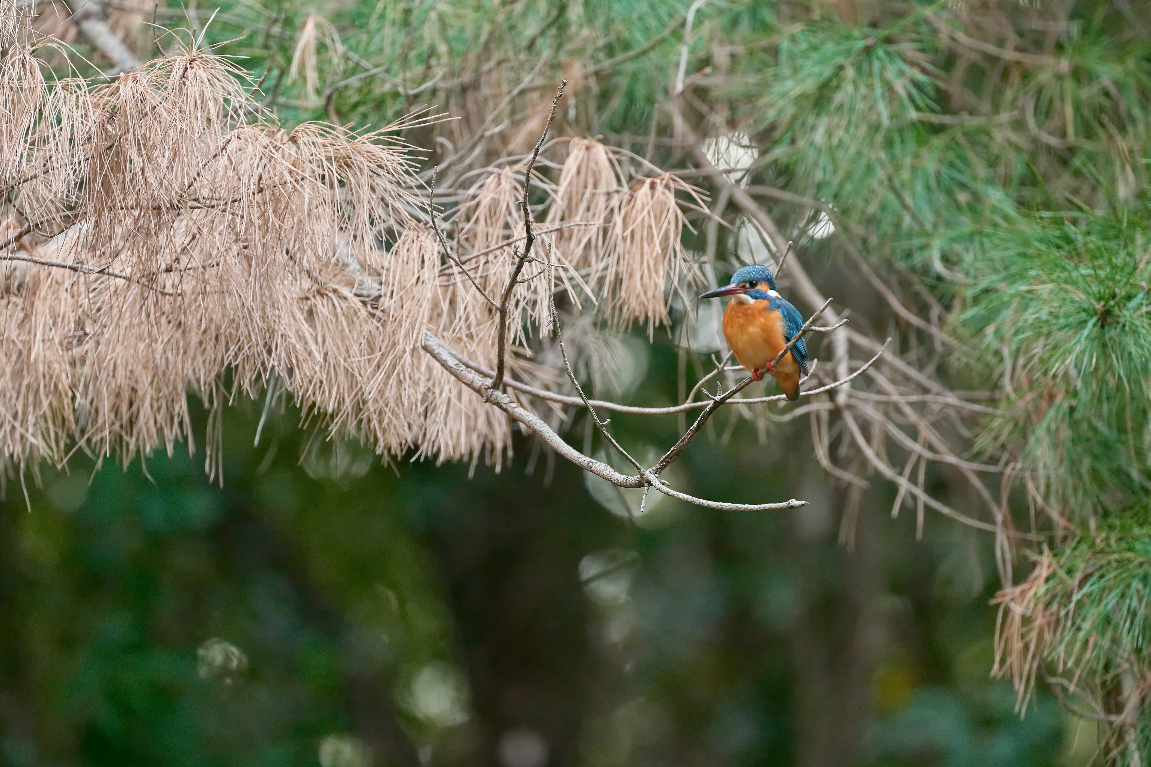 Un pájaro con plumas azules y pecho naranja posado en una rama