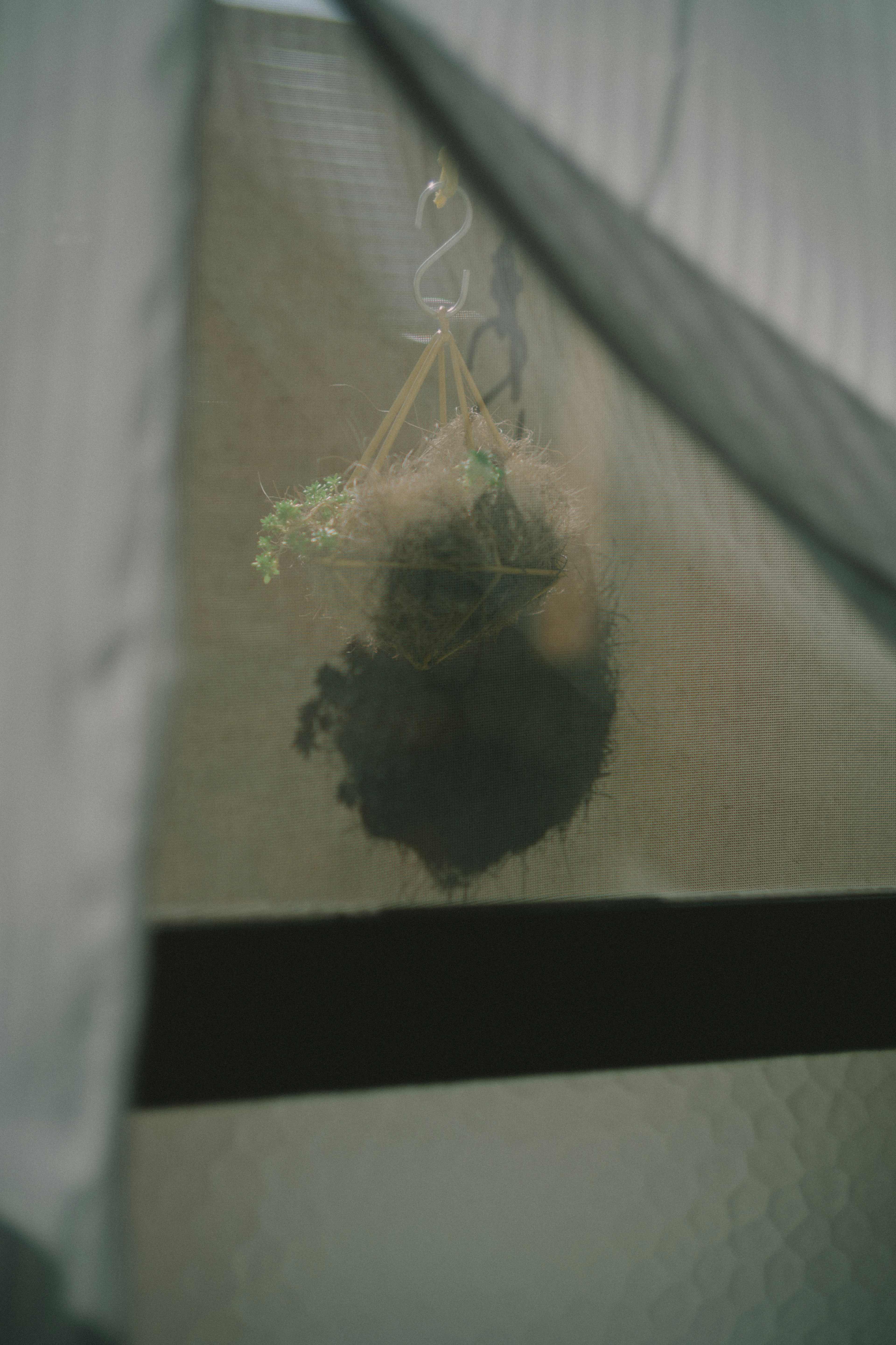 Image of a hanging plant visible through a sheer curtain