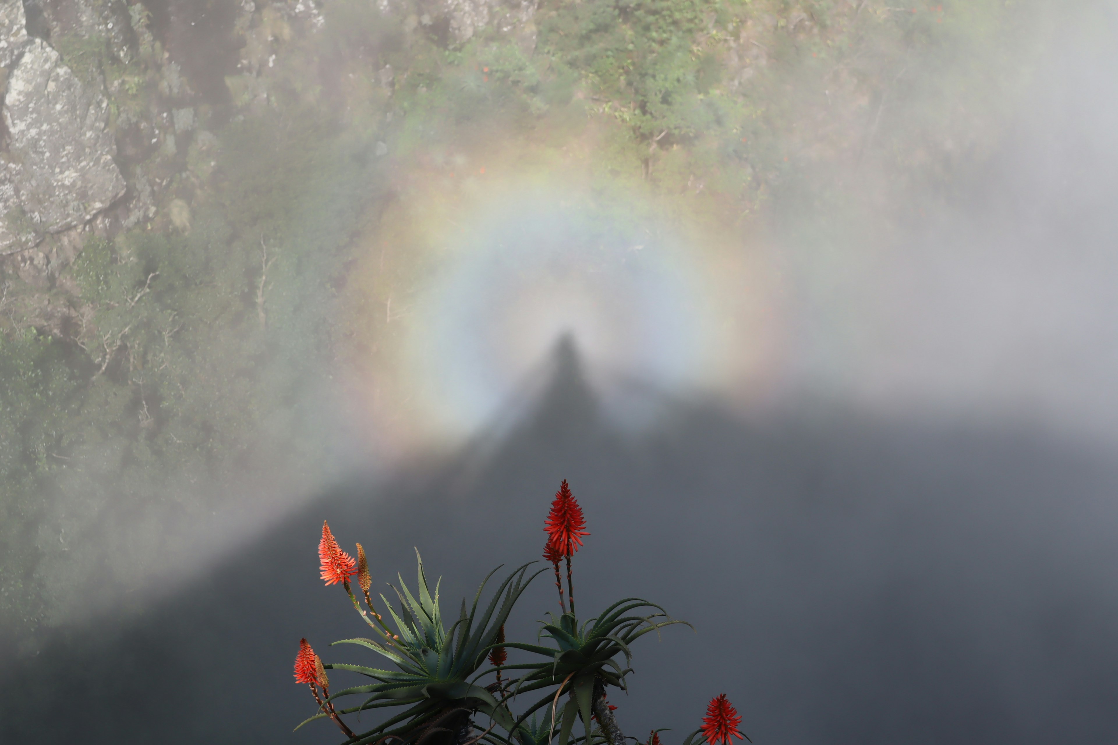 Silhouette of a rainbow halo in fog with red flowers