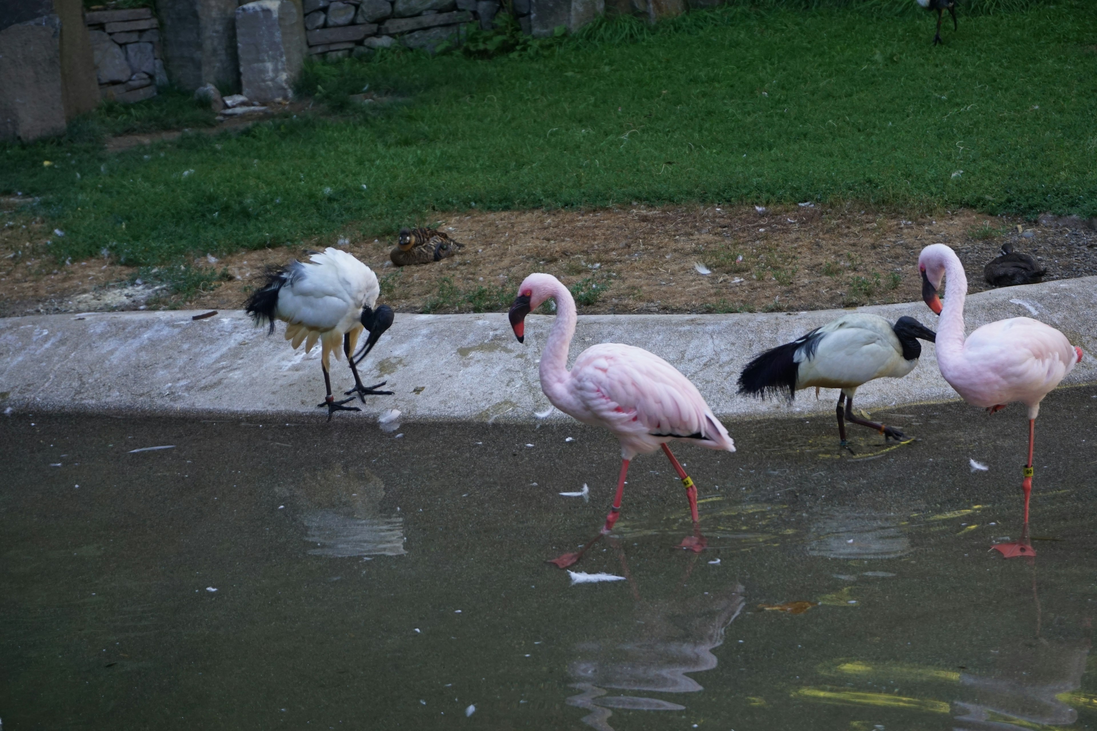 Flamingos and other birds by the water's edge