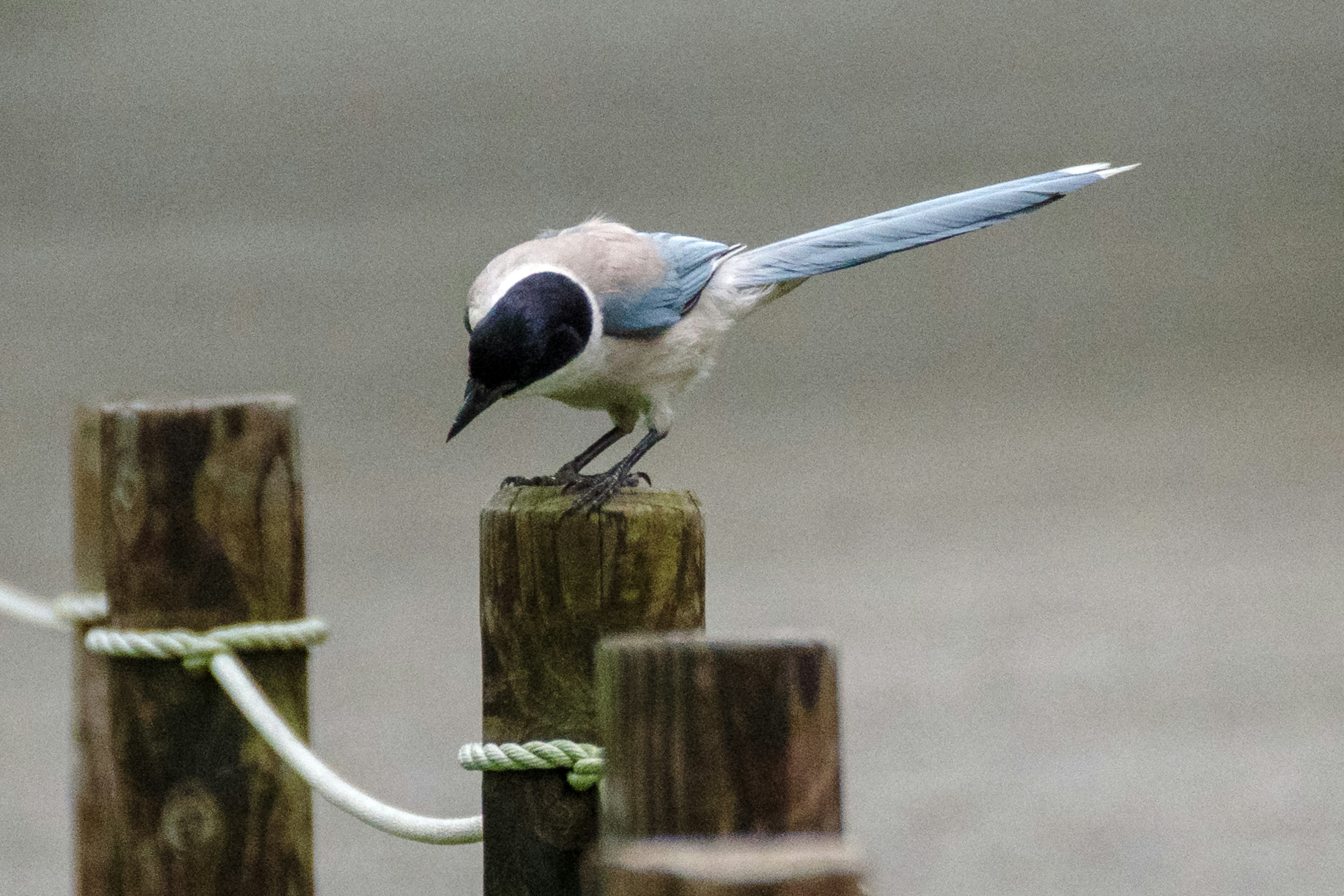 Un oiseau avec une queue bleue perché sur un poteau en bois