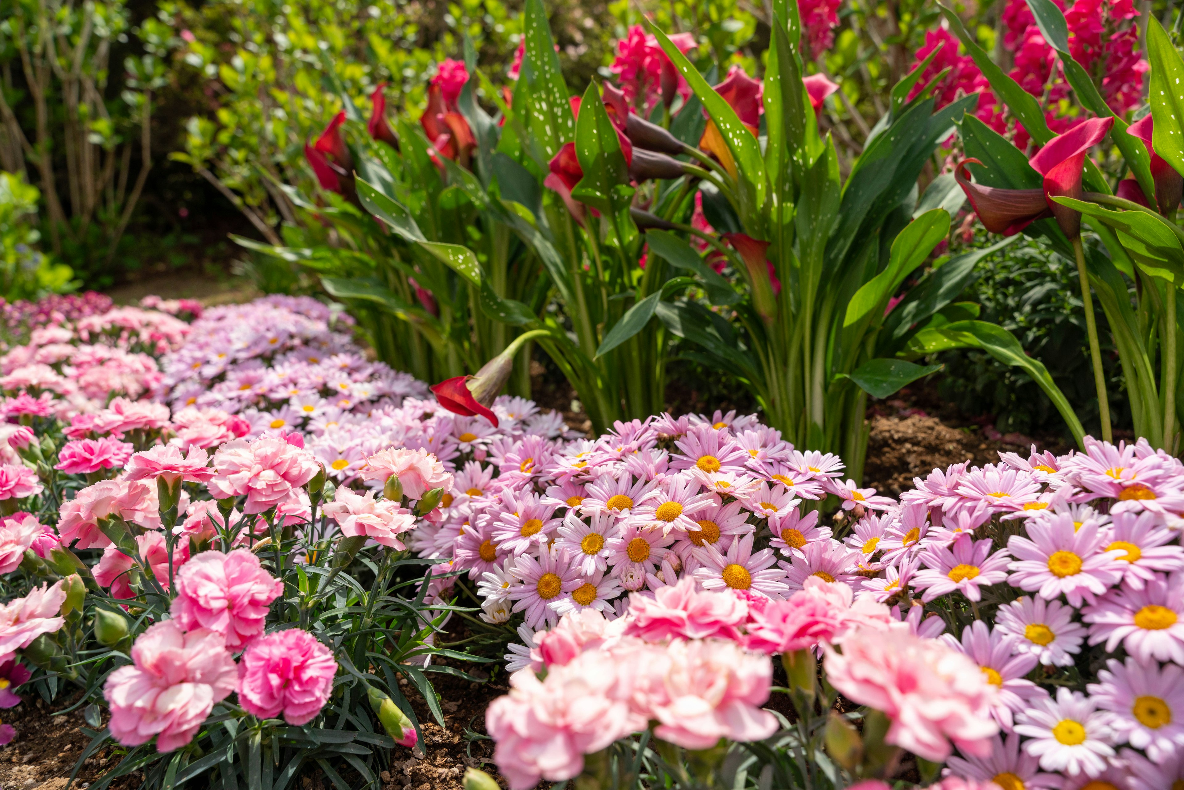 色とりどりの花が咲く庭の風景 ピンクのカーネーションとデイジーが並ぶ前景 赤いグラジオラスが立ち並ぶ背景