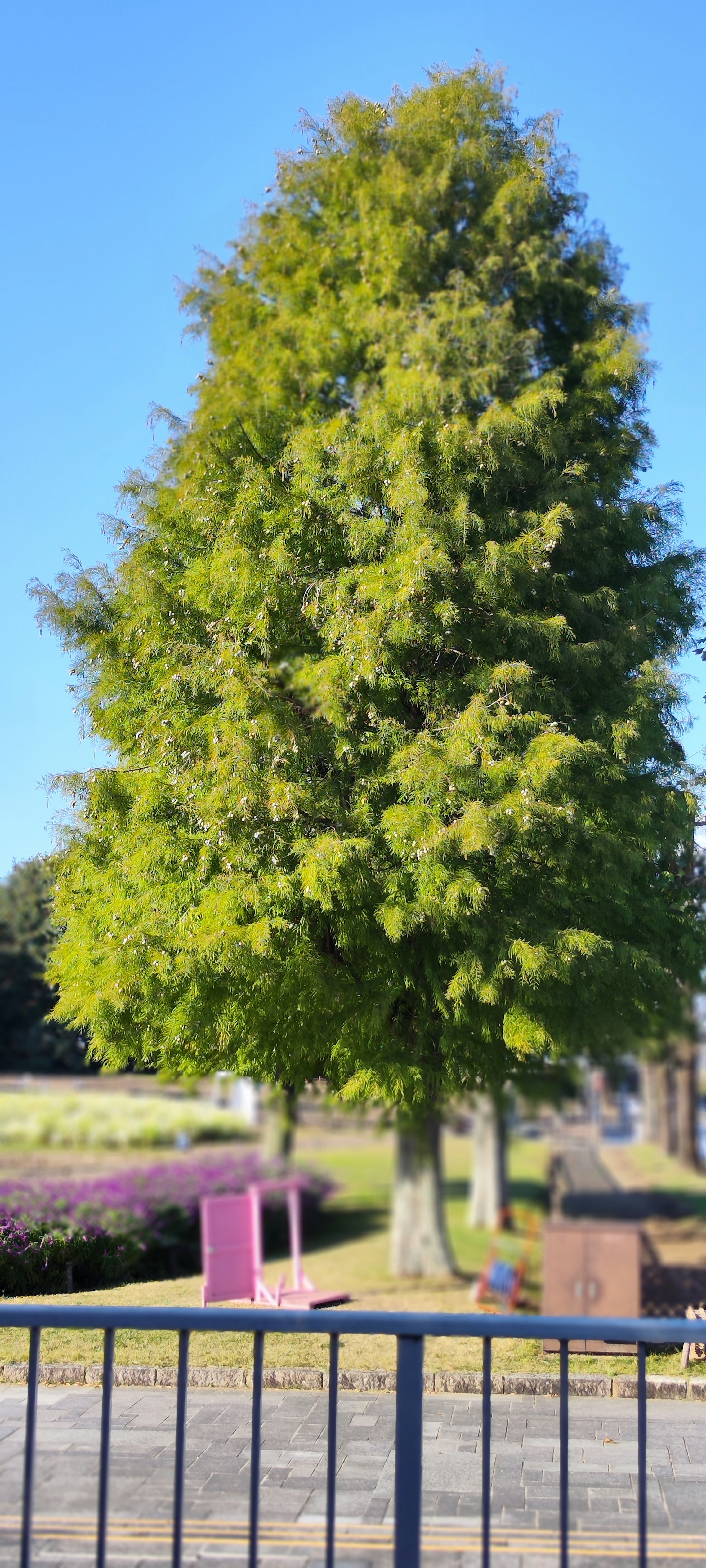 Albero verdeggiante contro un cielo blu chiaro