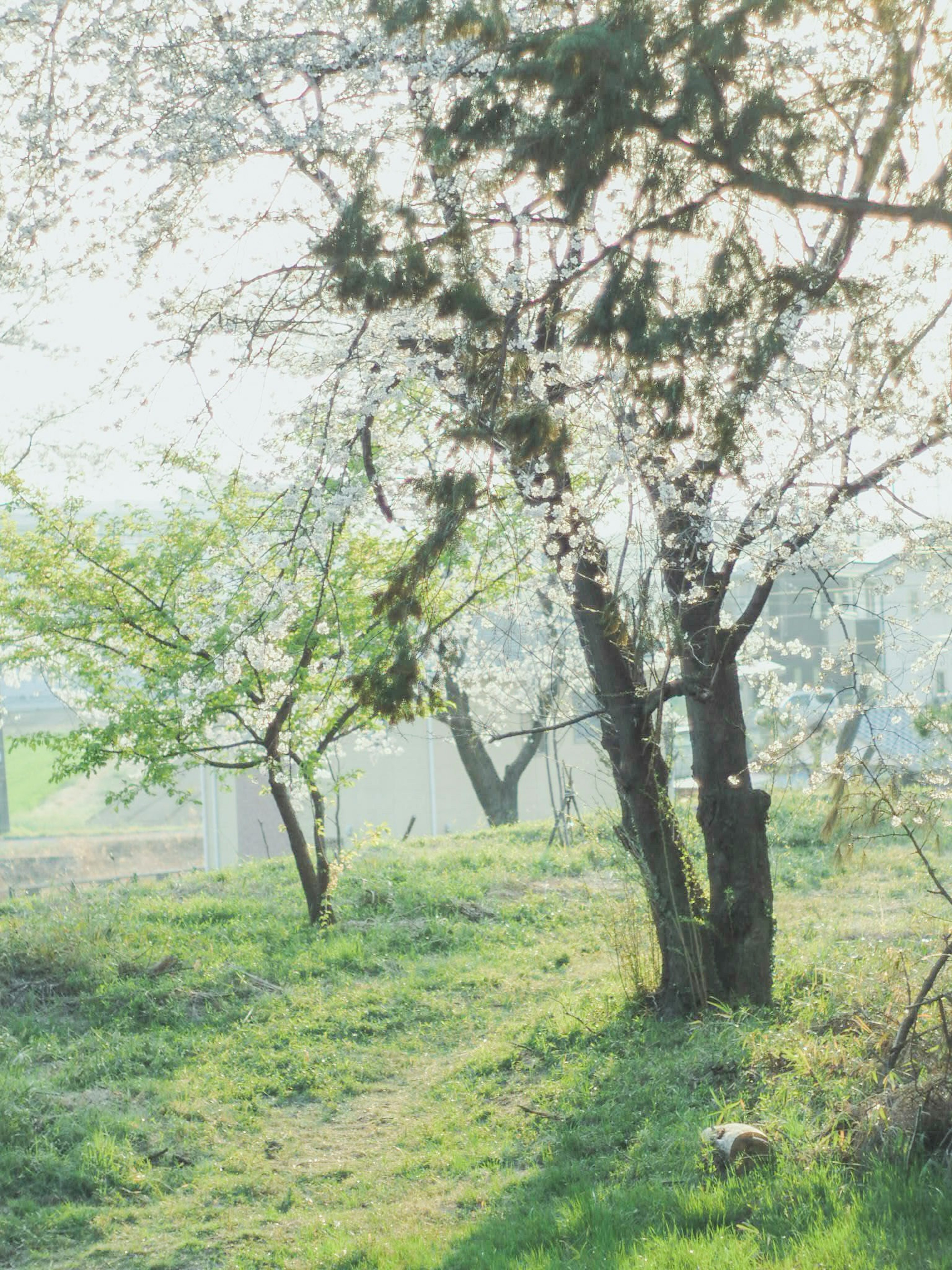 Scenic view of trees in a lush green field