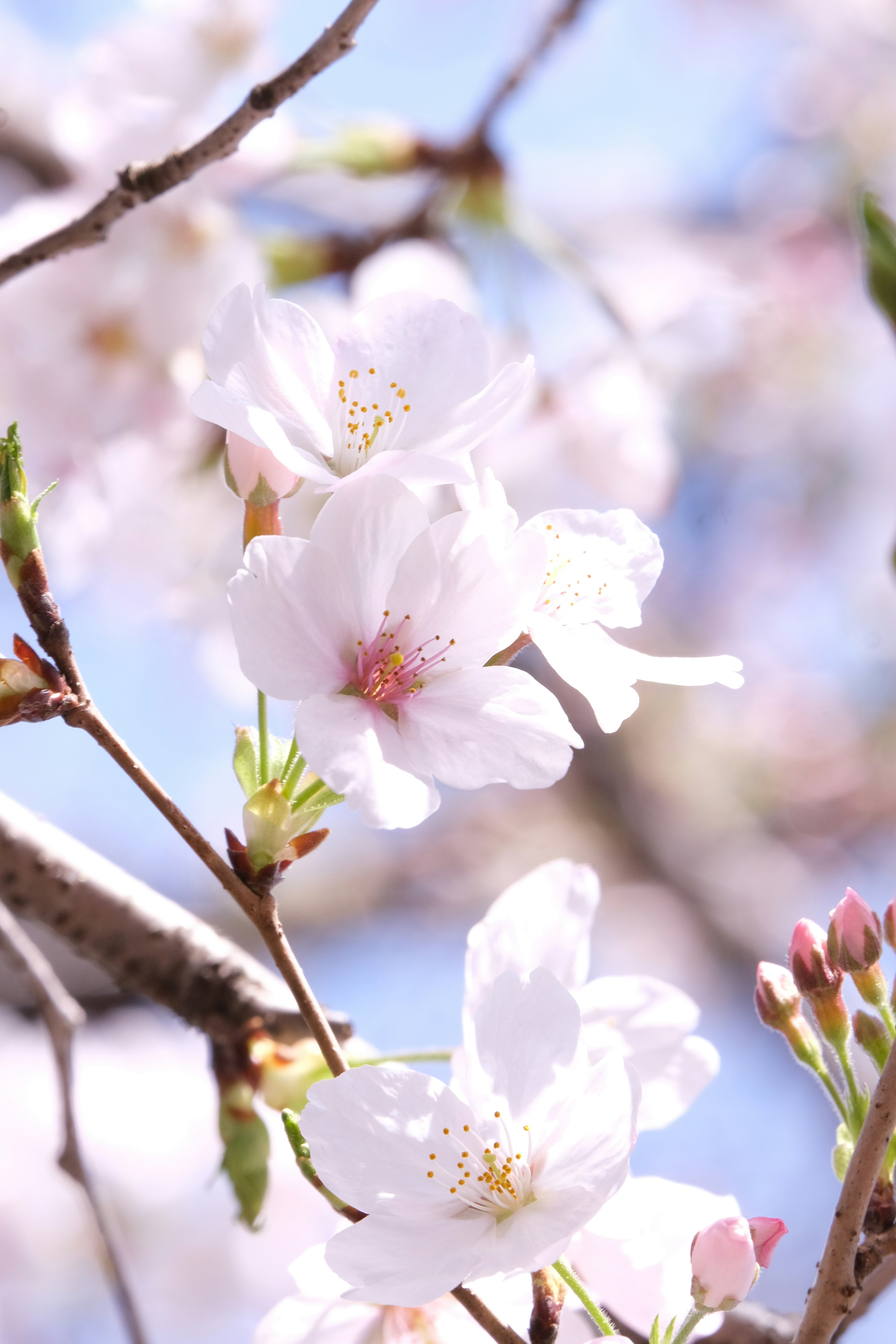 桜の花が咲いている枝のクローズアップ 青空が背景