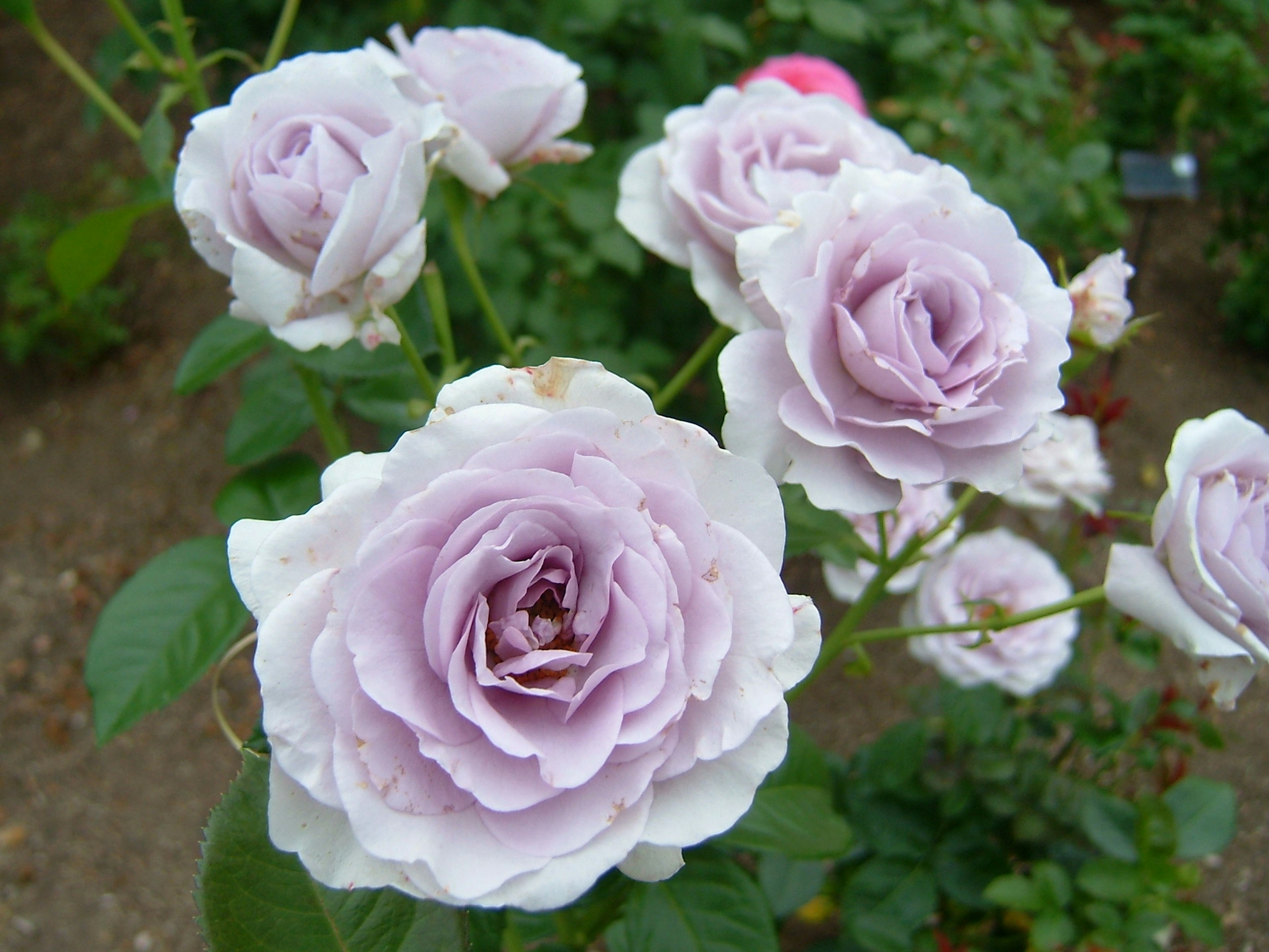 Schöne Gartenszene mit blühenden Lavendelrosen