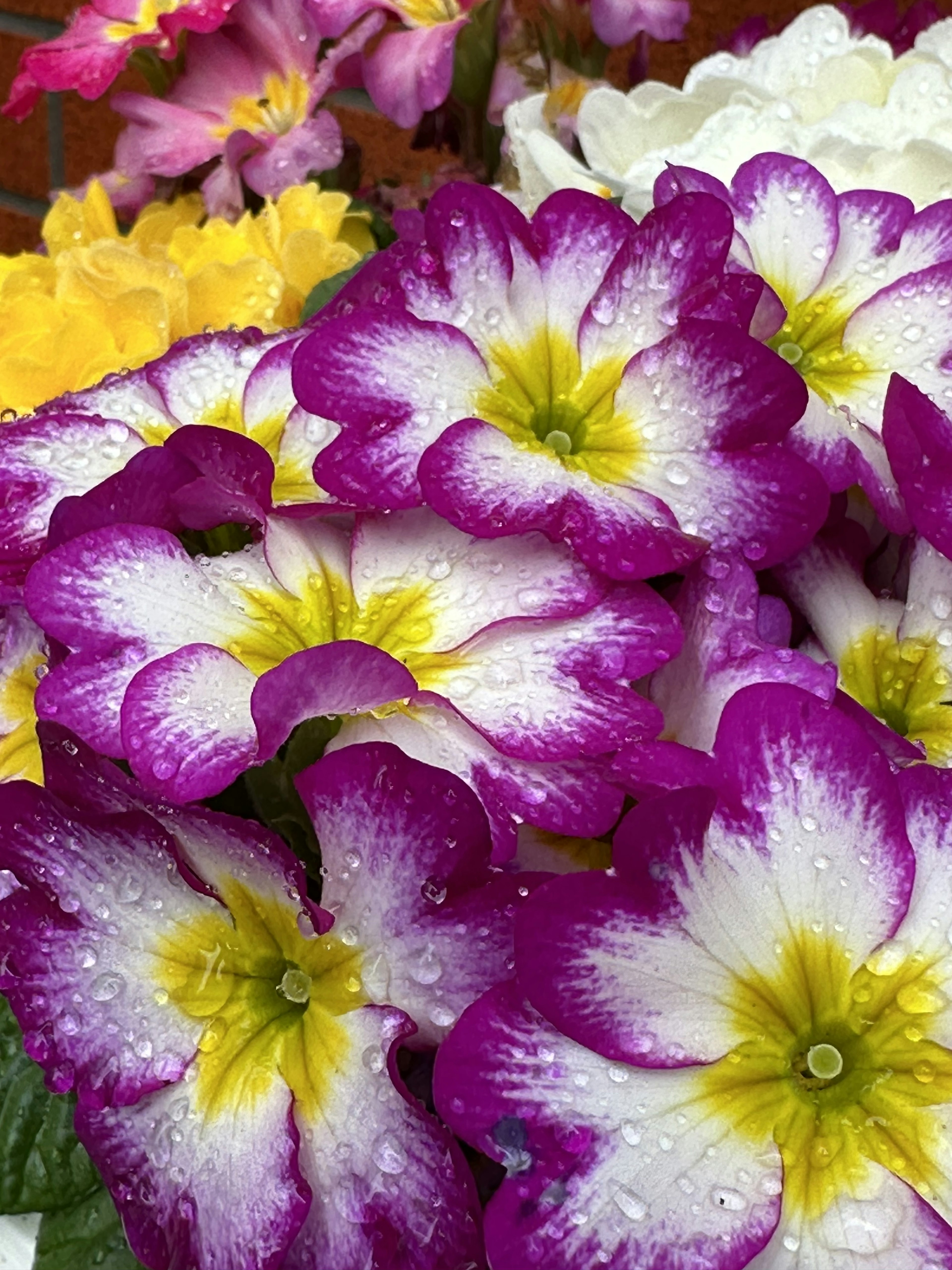 Fiori di primula vibranti con petali viola e bianchi