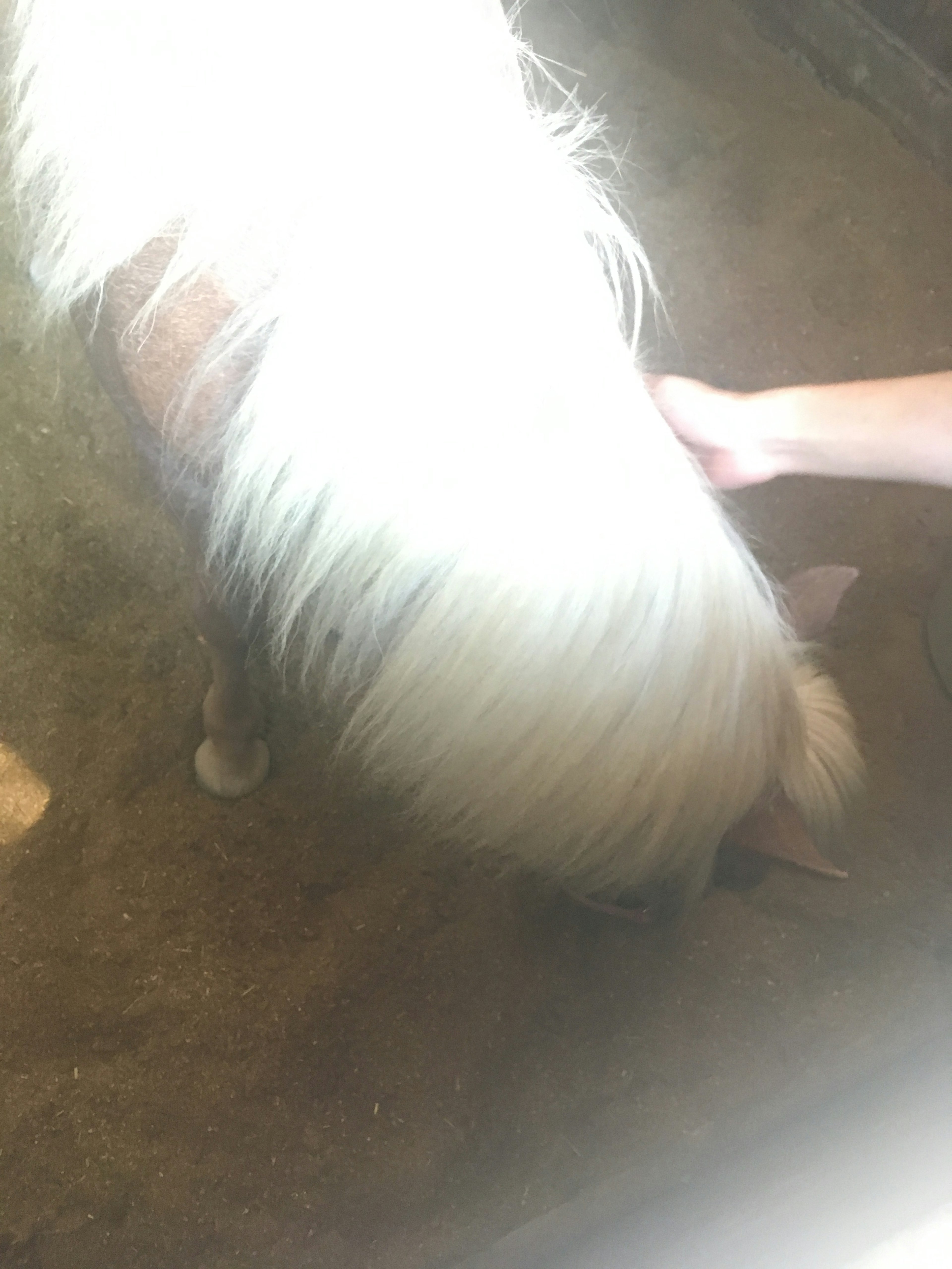 A white-haired animal eating on the ground