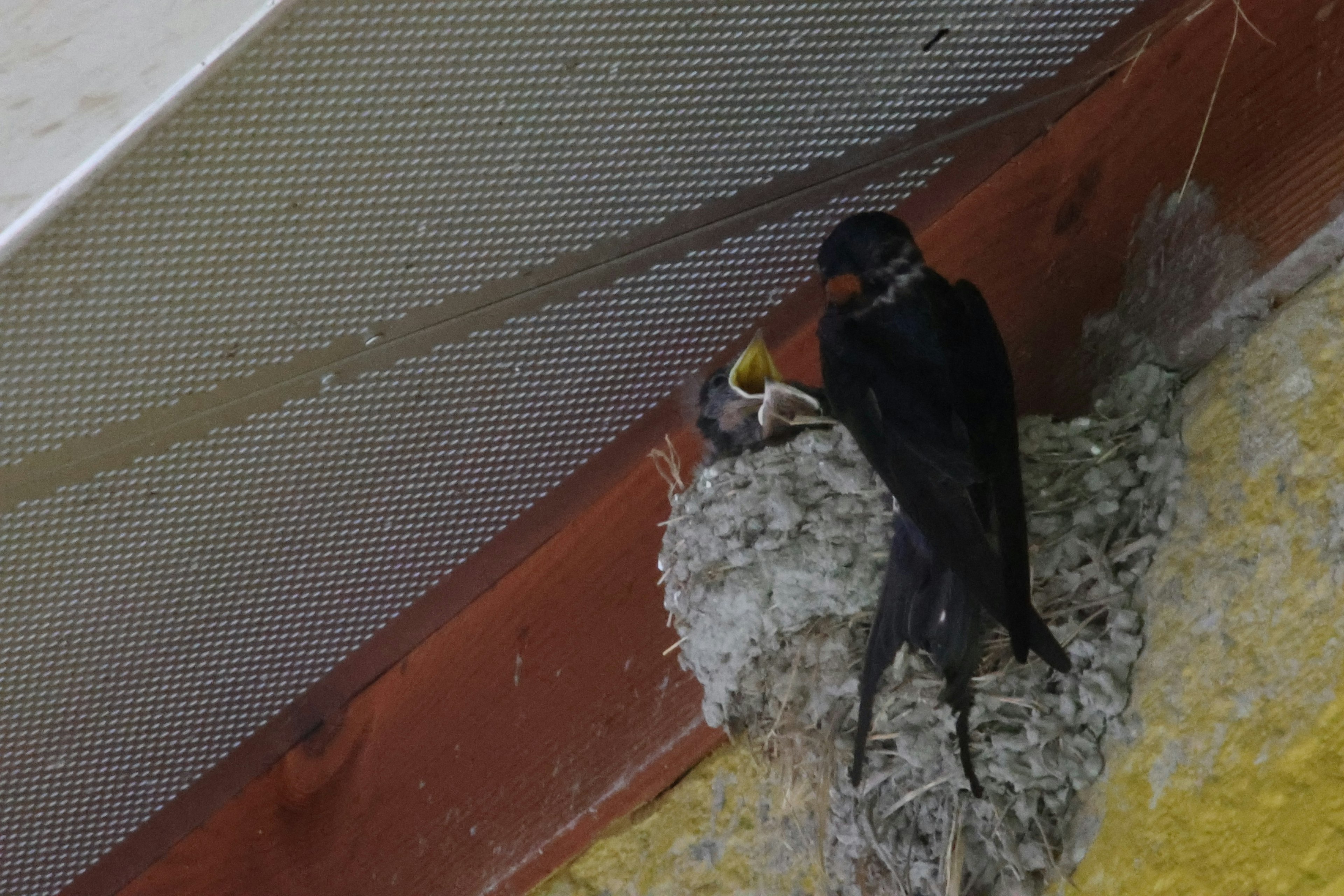 Adult bird feeding chick in a nest