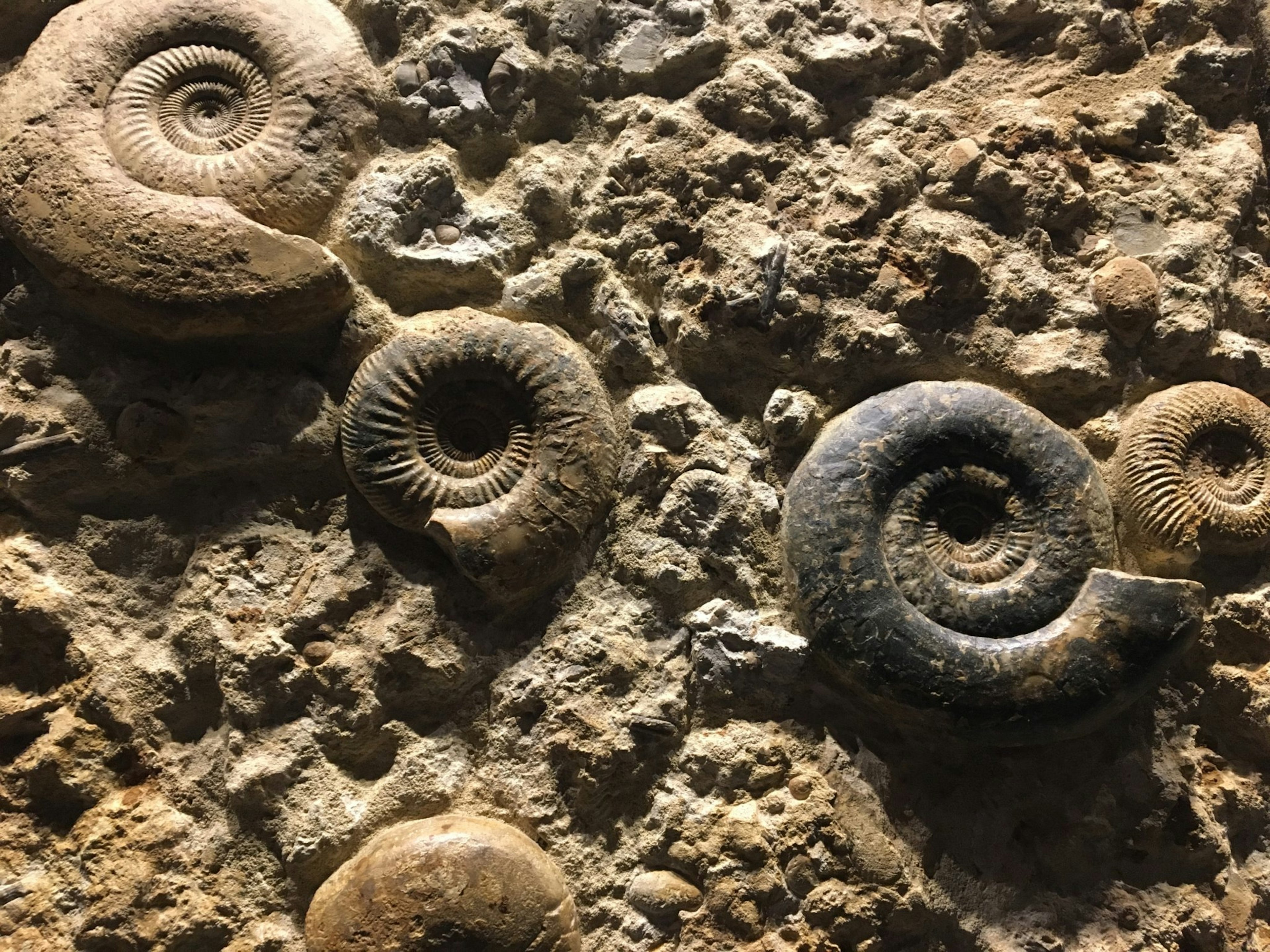 Fossilized ammonites embedded in a rocky surface