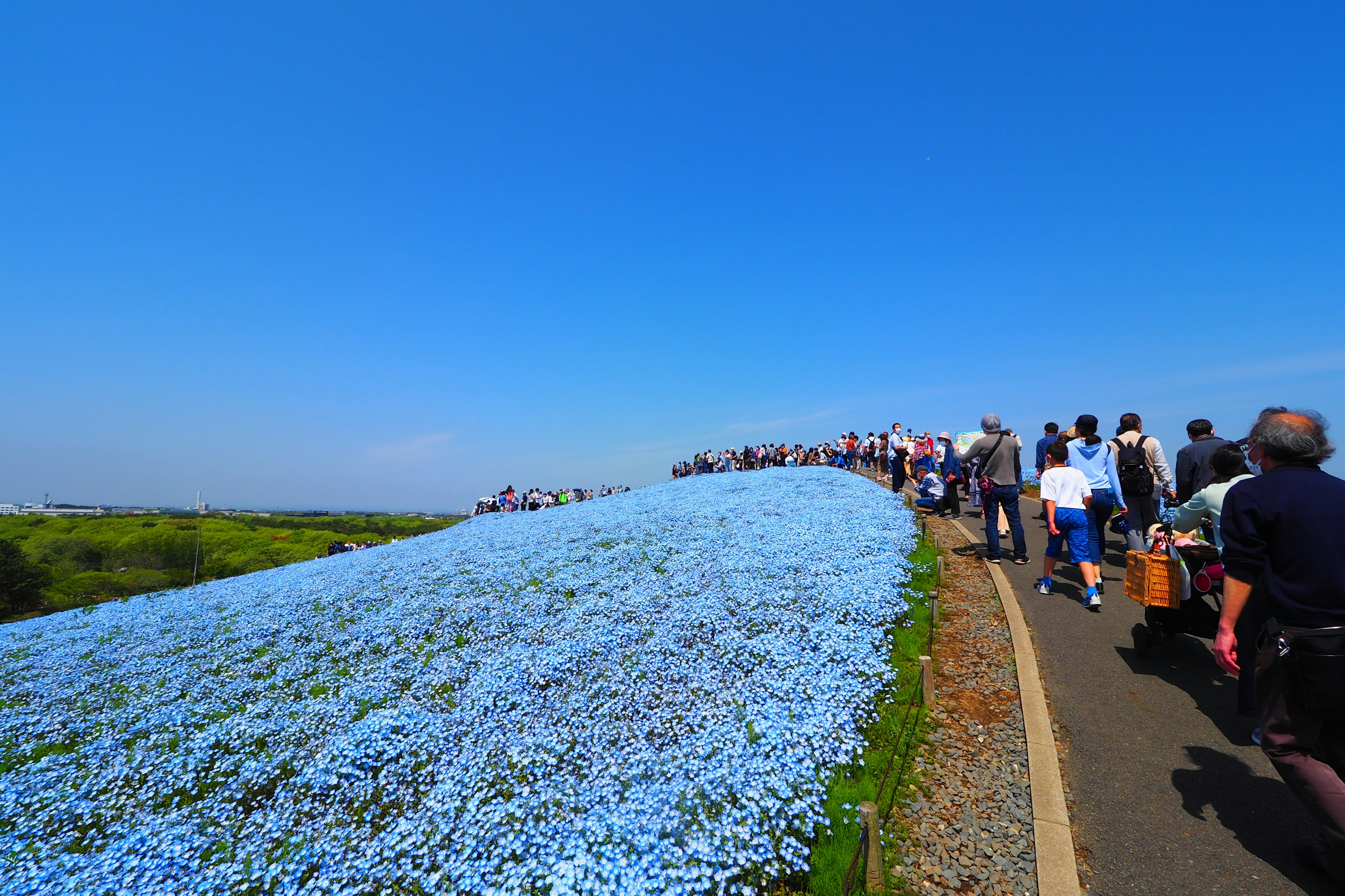 Visitantes caminando por una colina cubierta de flores azules