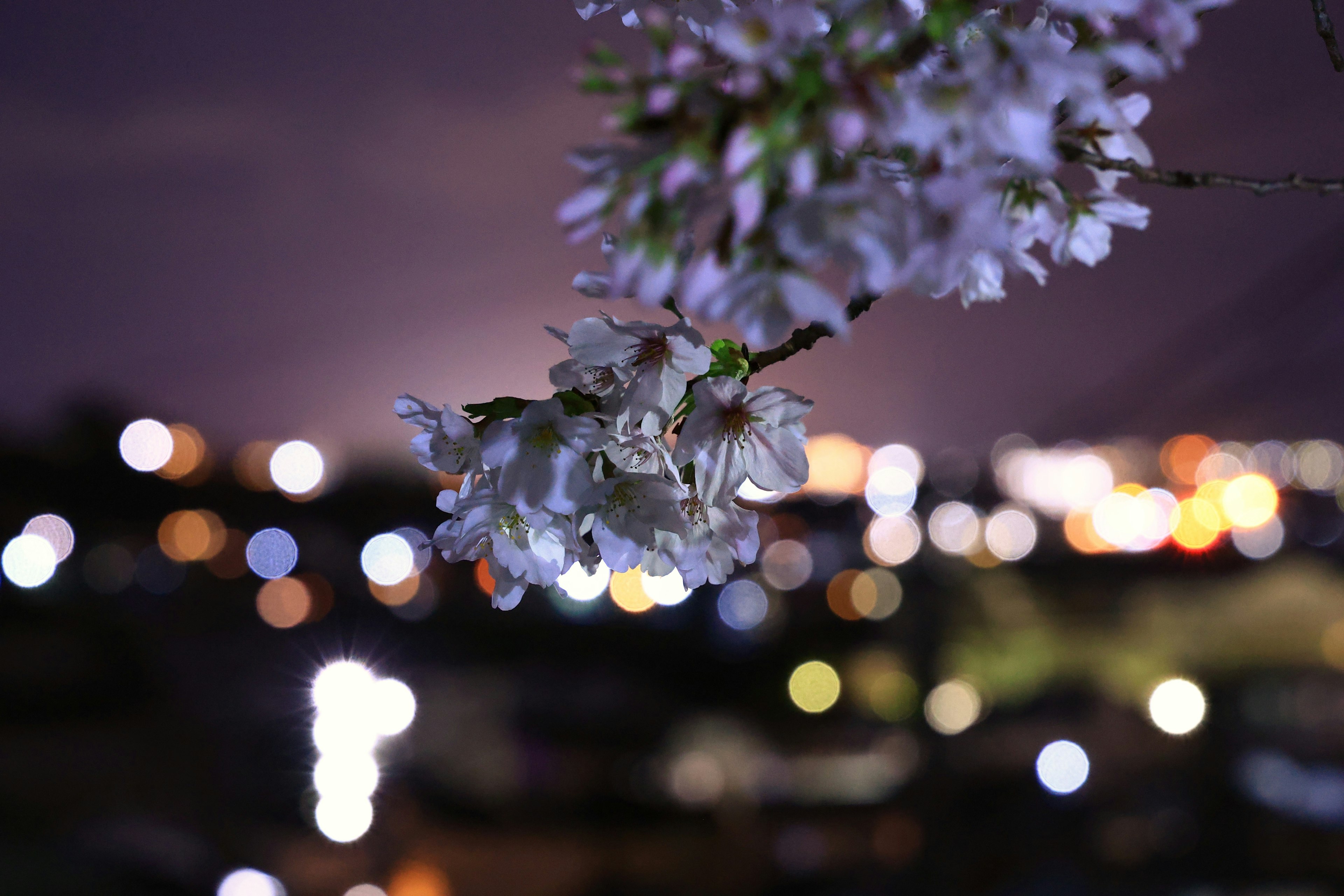 Cherry blossoms in bloom against a blurred night cityscape