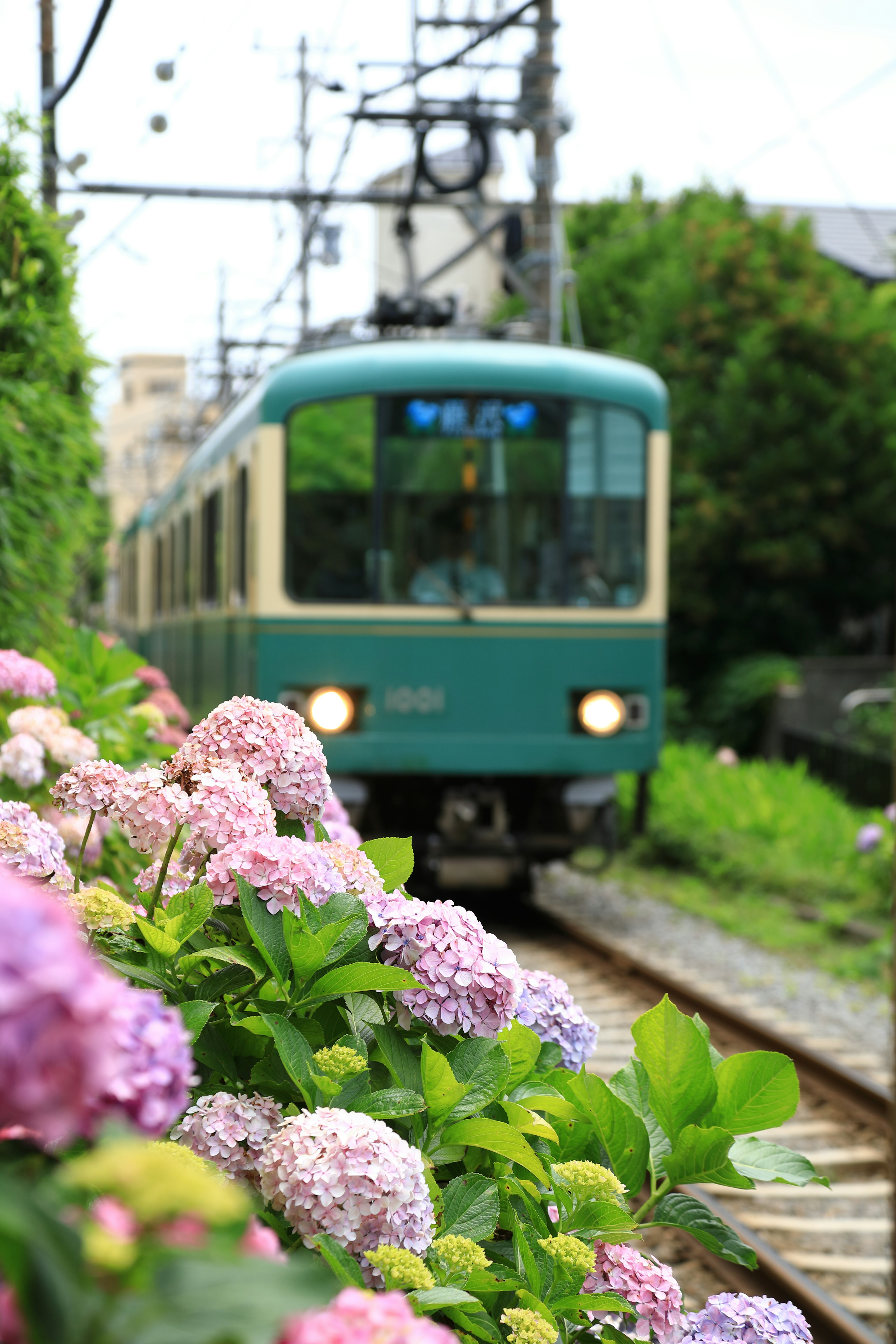 Train passant près des hortensias en fleurs