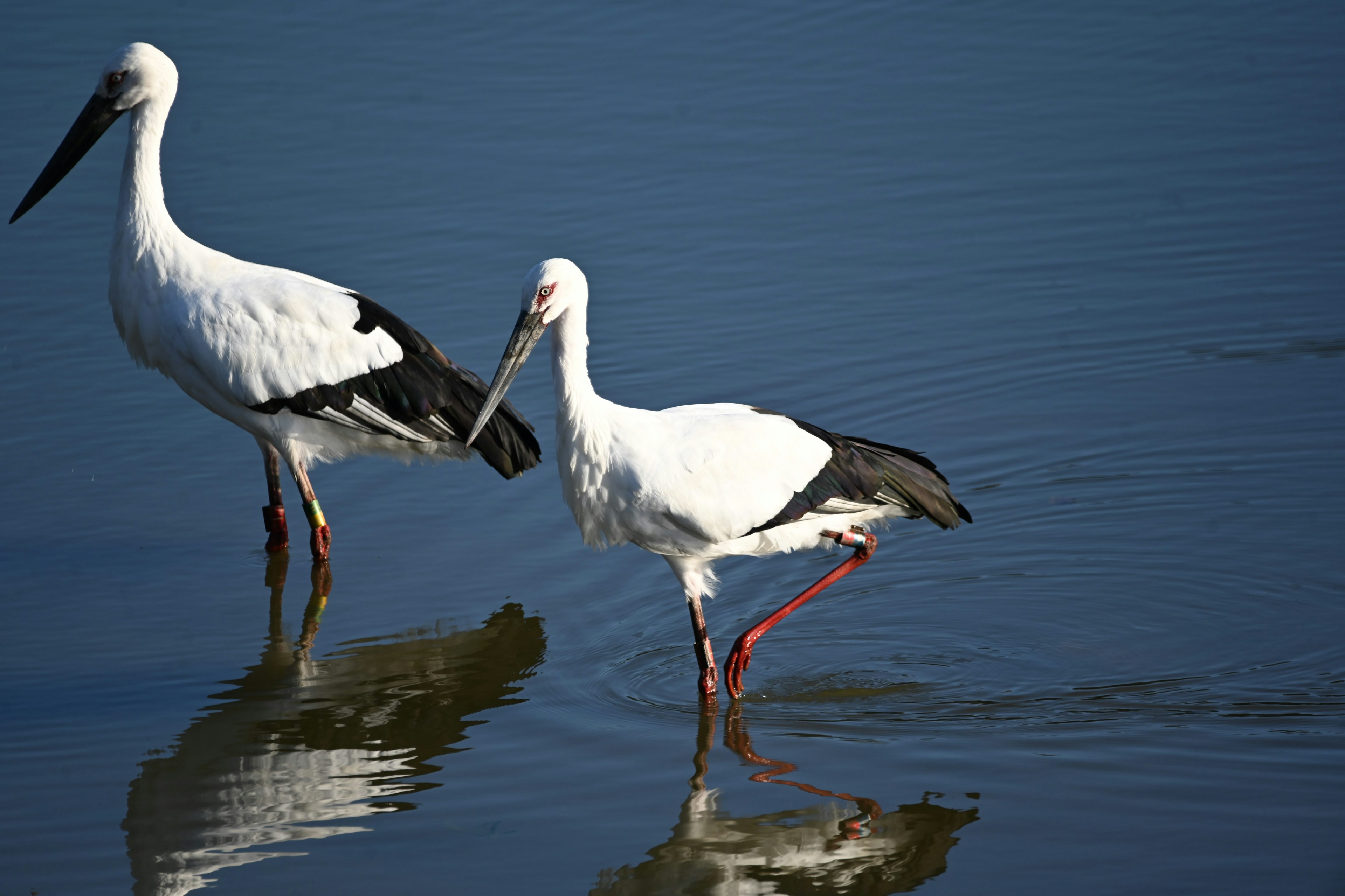 Two storks walking on the water surface in a serene landscape