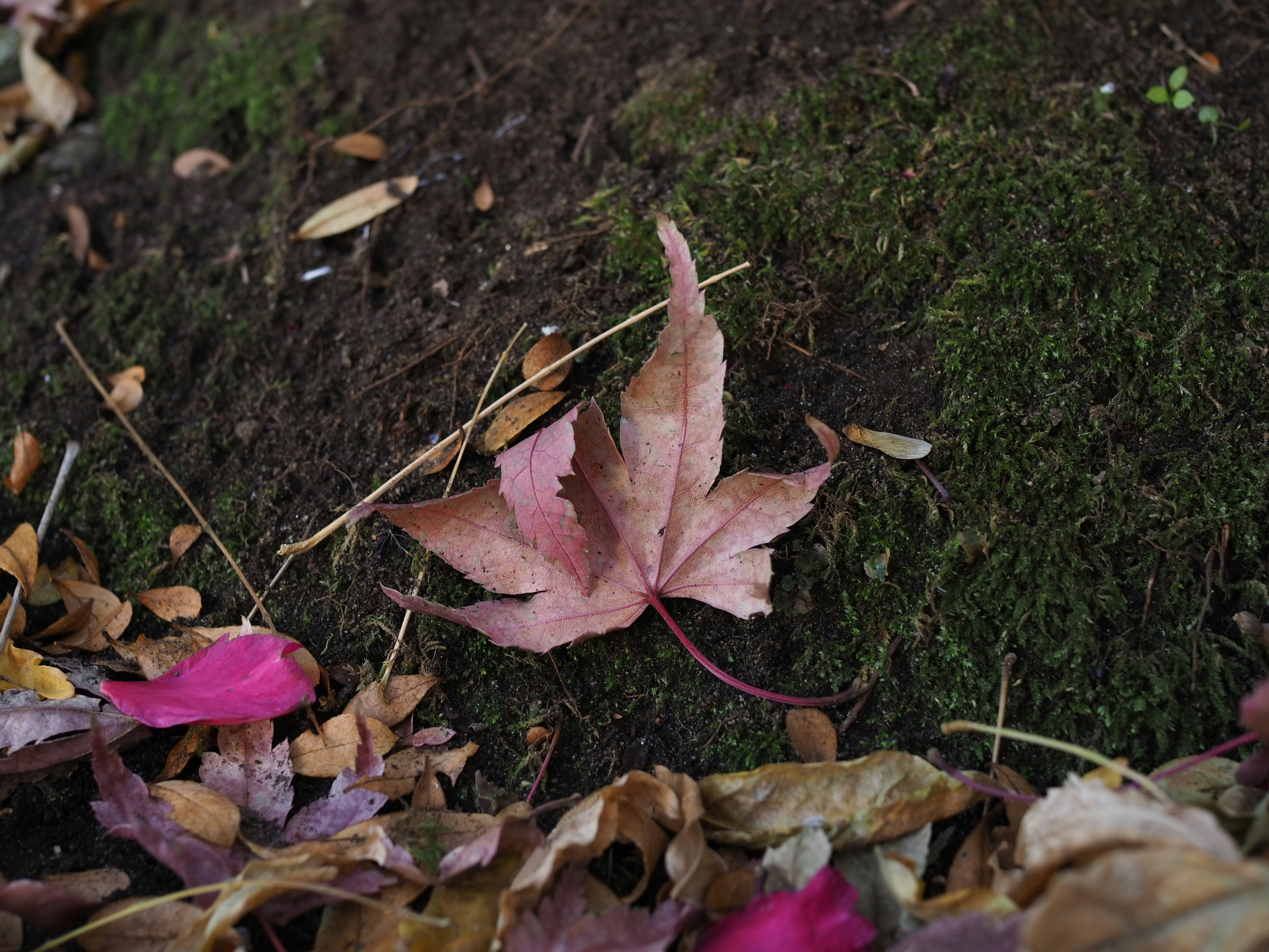 Una hoja de arce rosa descansando sobre musgo entre hojas caídas