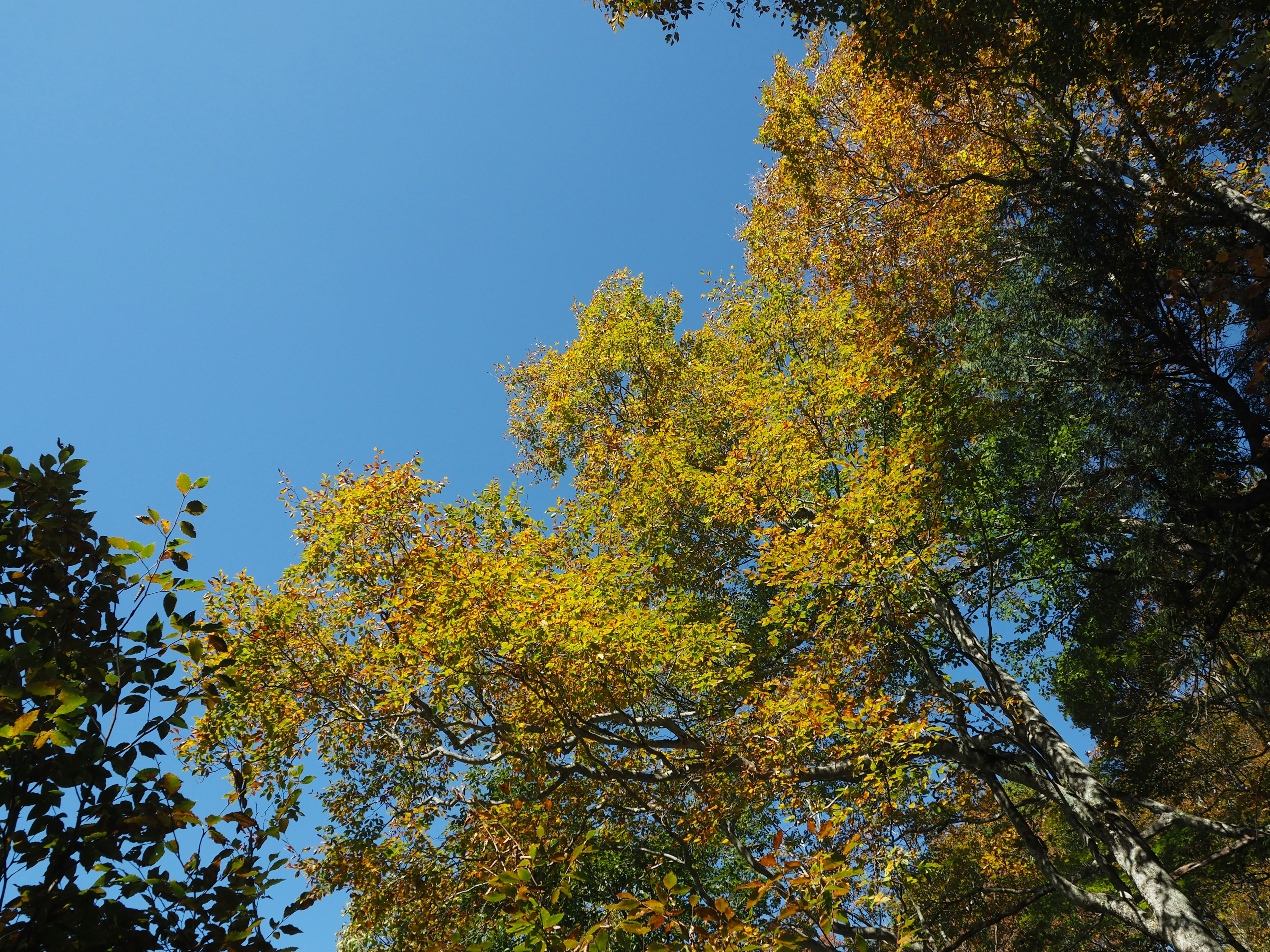 Paysage d'arbres aux feuilles jaunes sous un ciel bleu