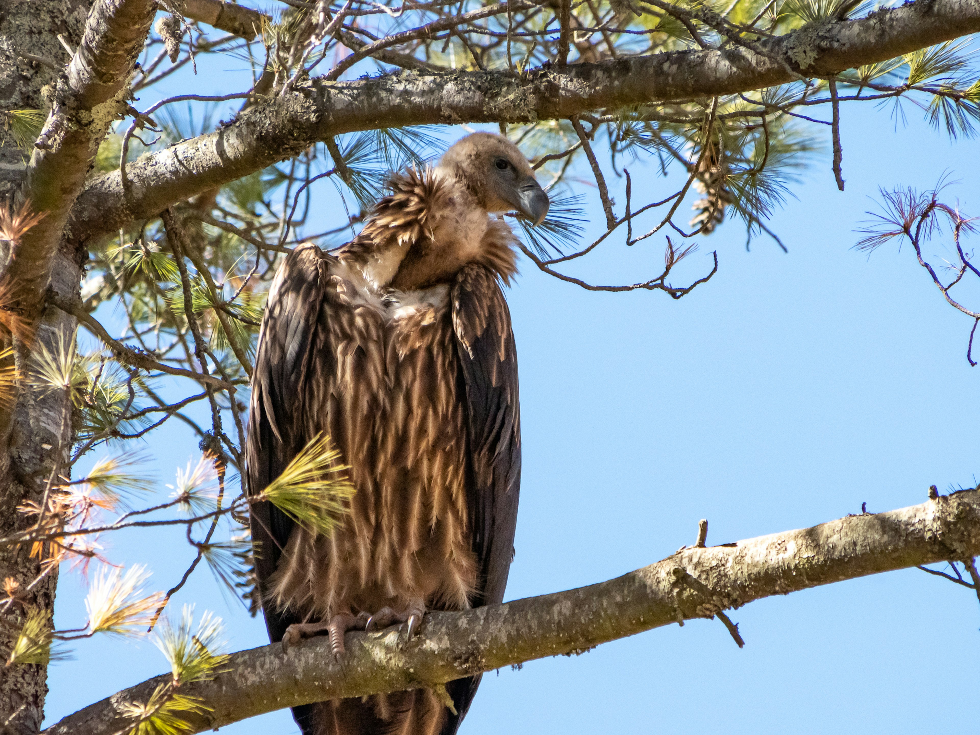 Un vautour perché sur une branche d'arbre