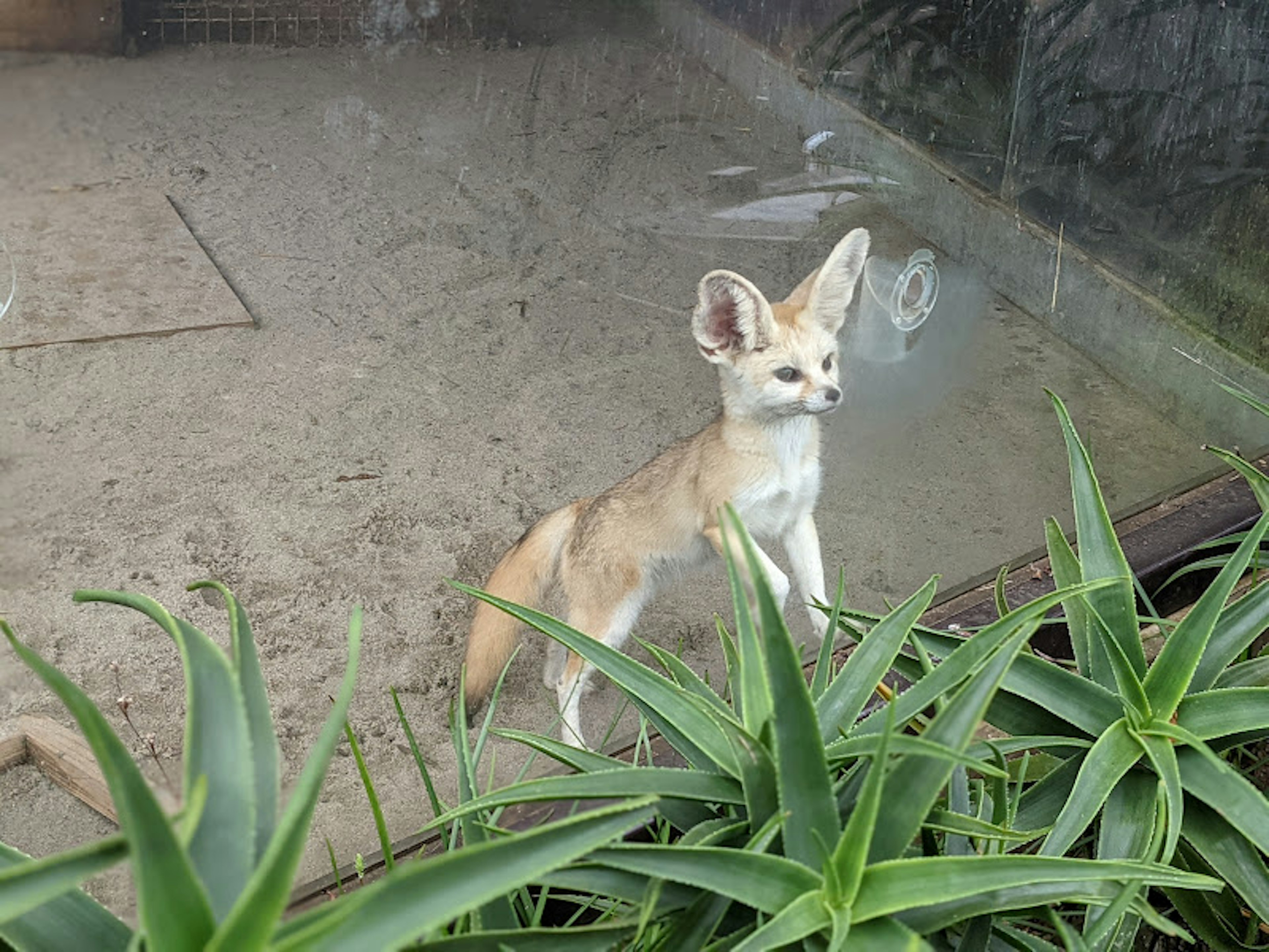 Cachorro de fennec de pie sobre suelo arenoso con plantas alrededor