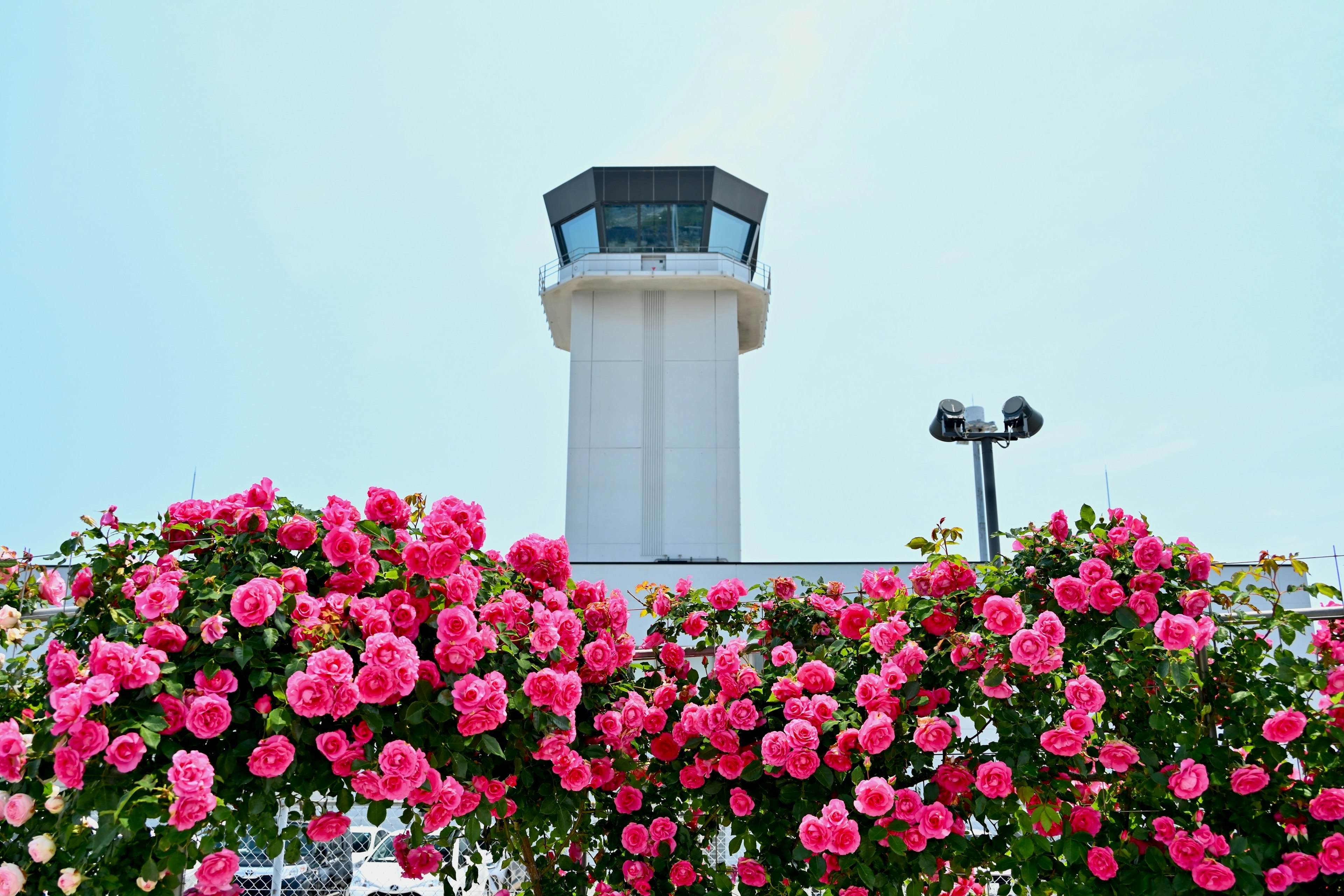 空港の塔とピンクの花が咲く風景